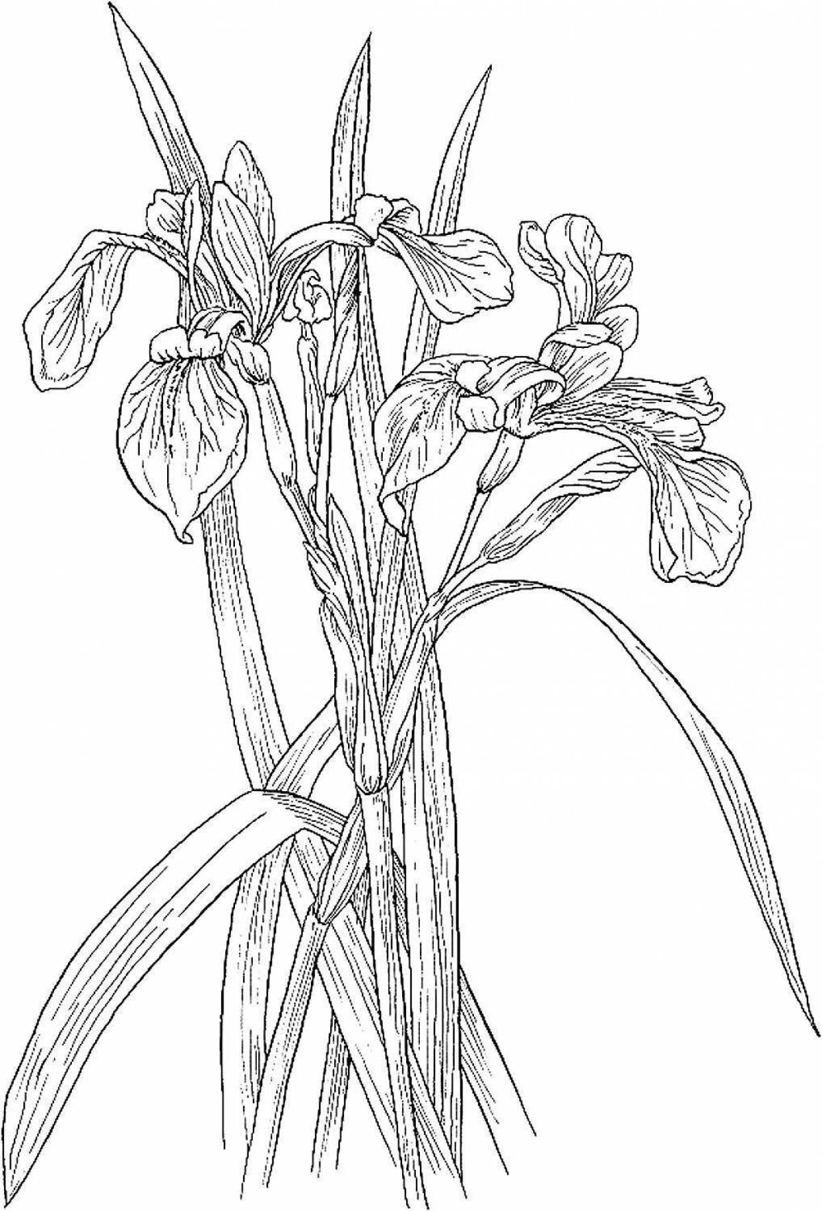 Elegant coloring irises flowers