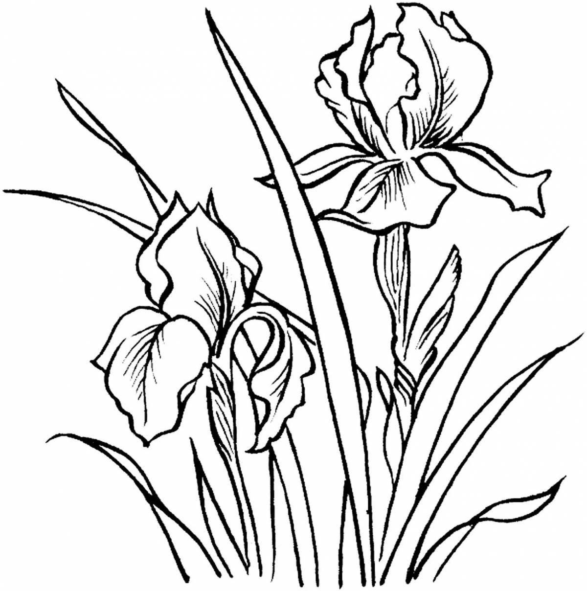 Peace coloring flowers irises