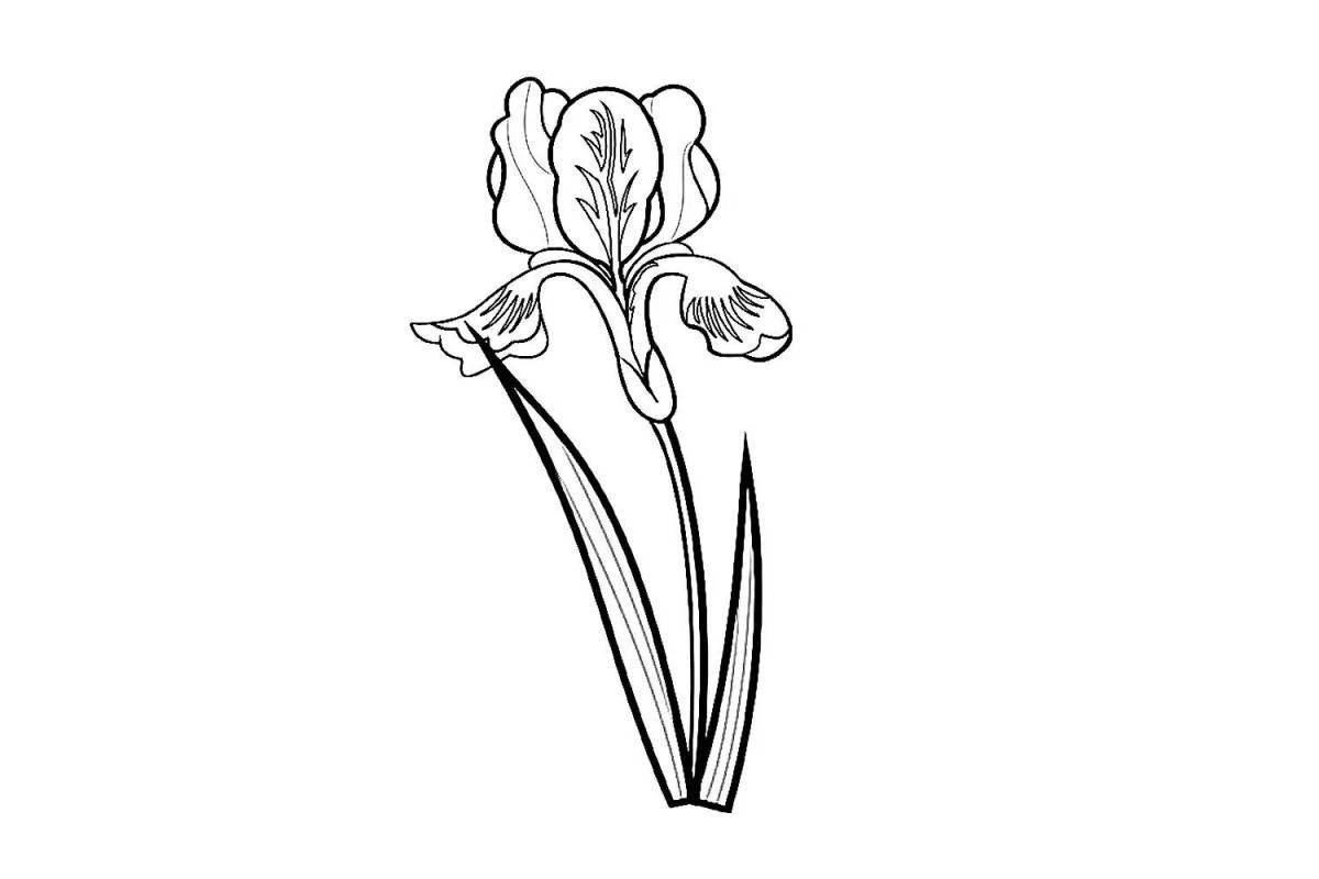 Coloring book poised flowers irises