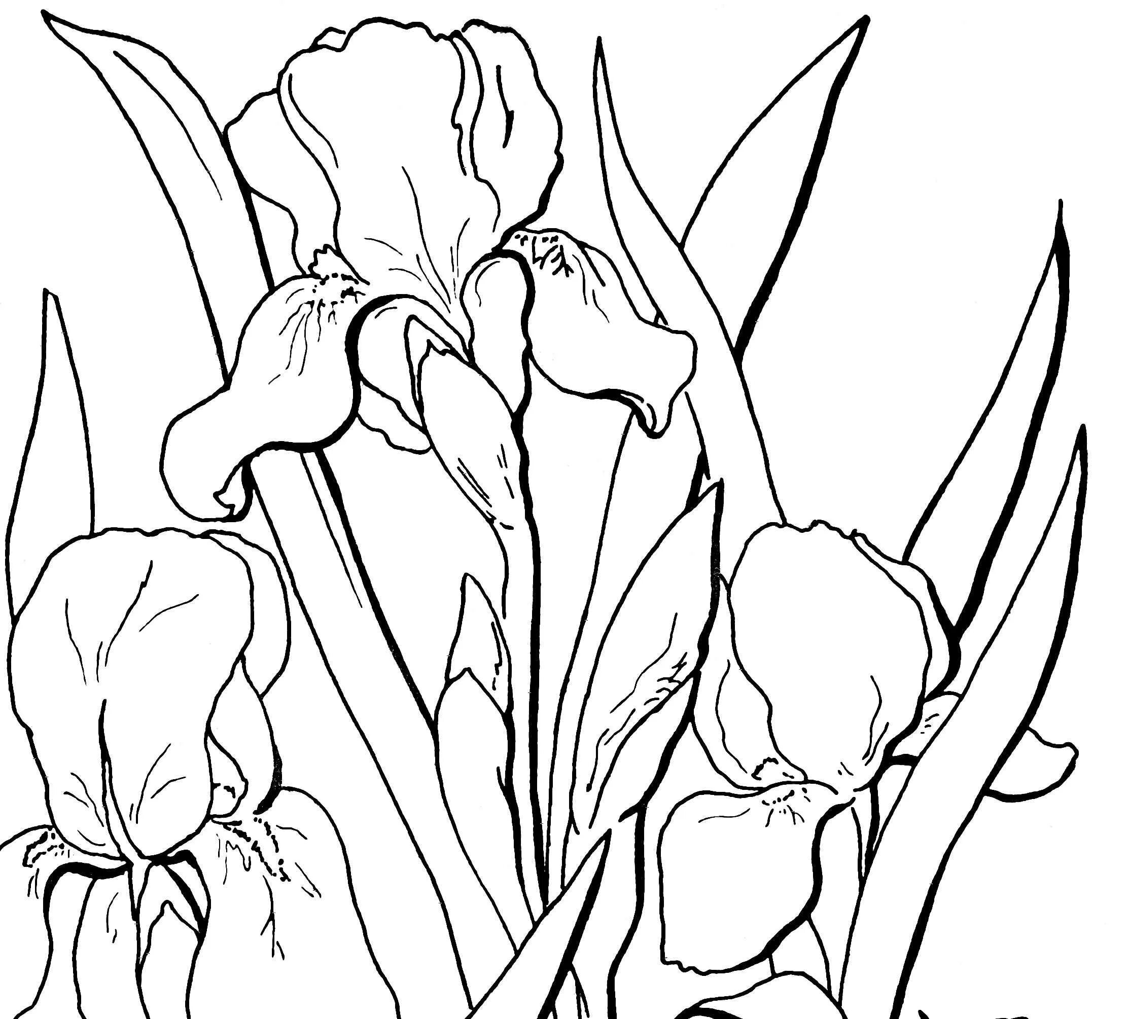 Royal coloring irises flowers