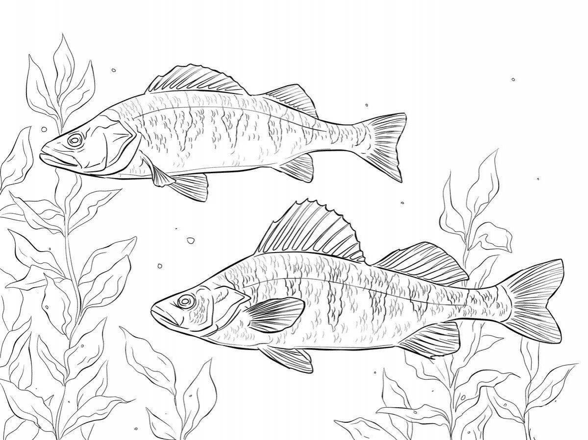 Coloring page dazzling perch fish