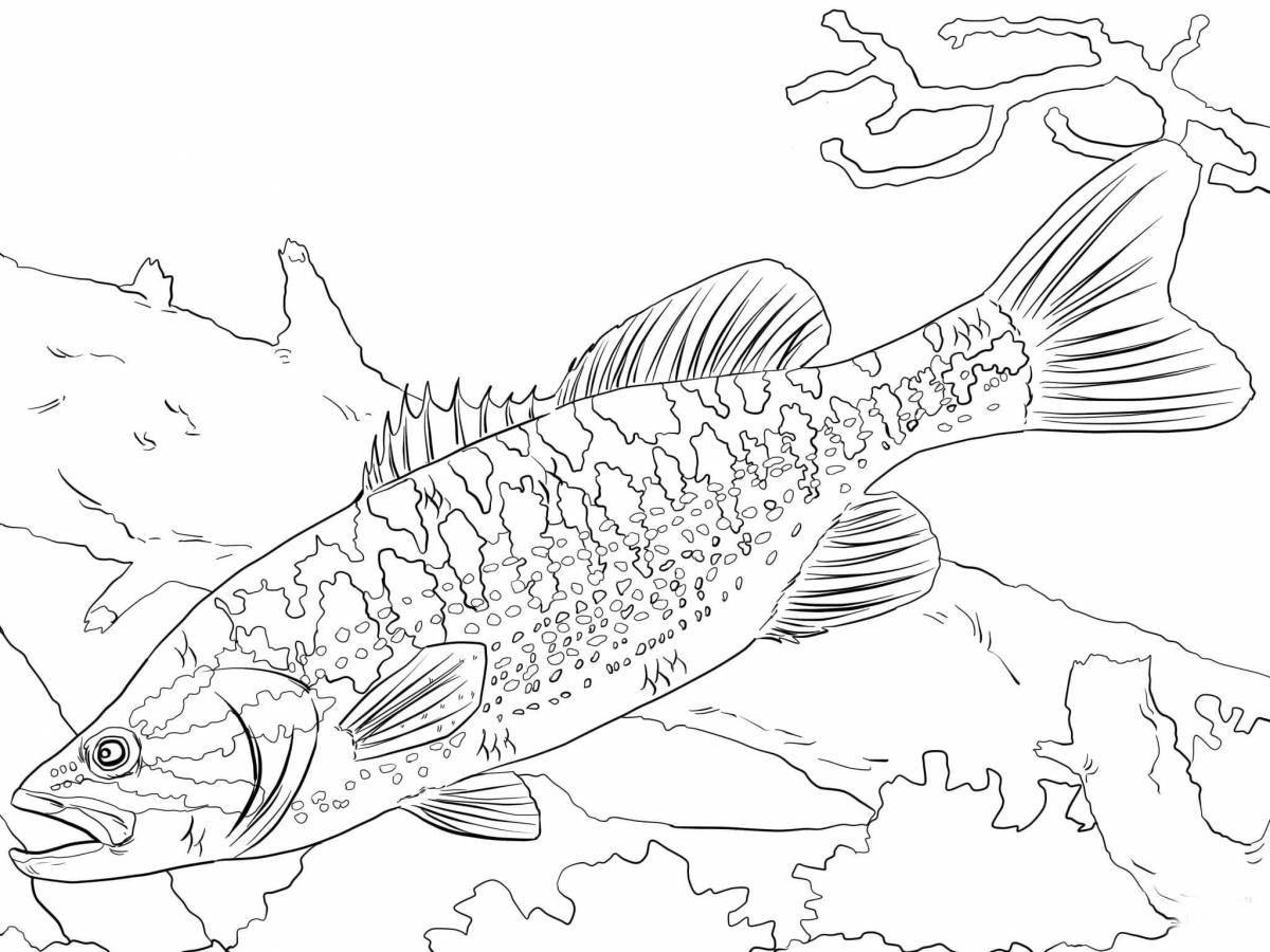 Раскраска интенсивная рыба-окунь