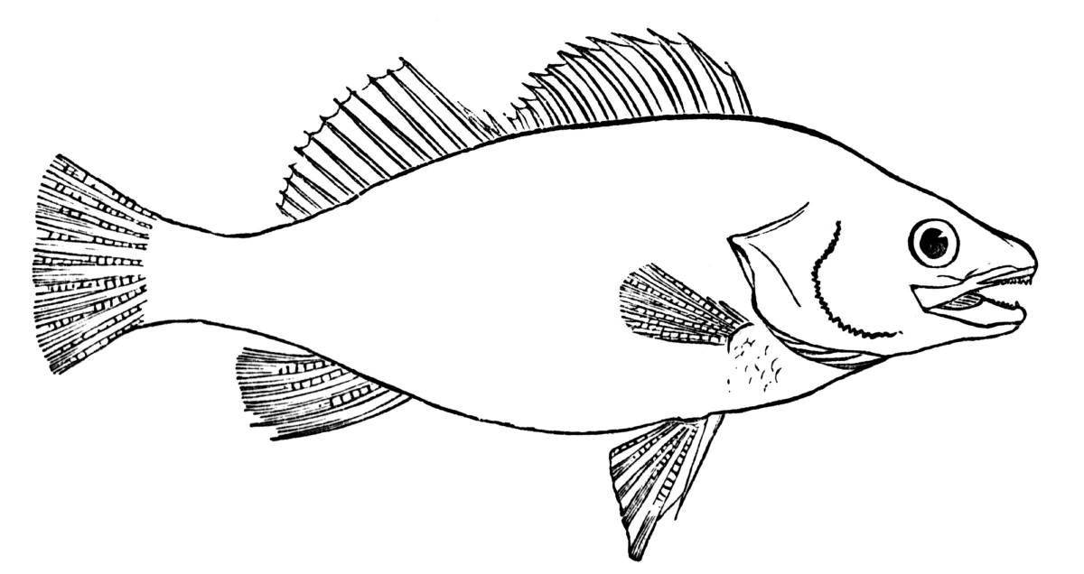 Привлекательная рыба-окунь раскраска