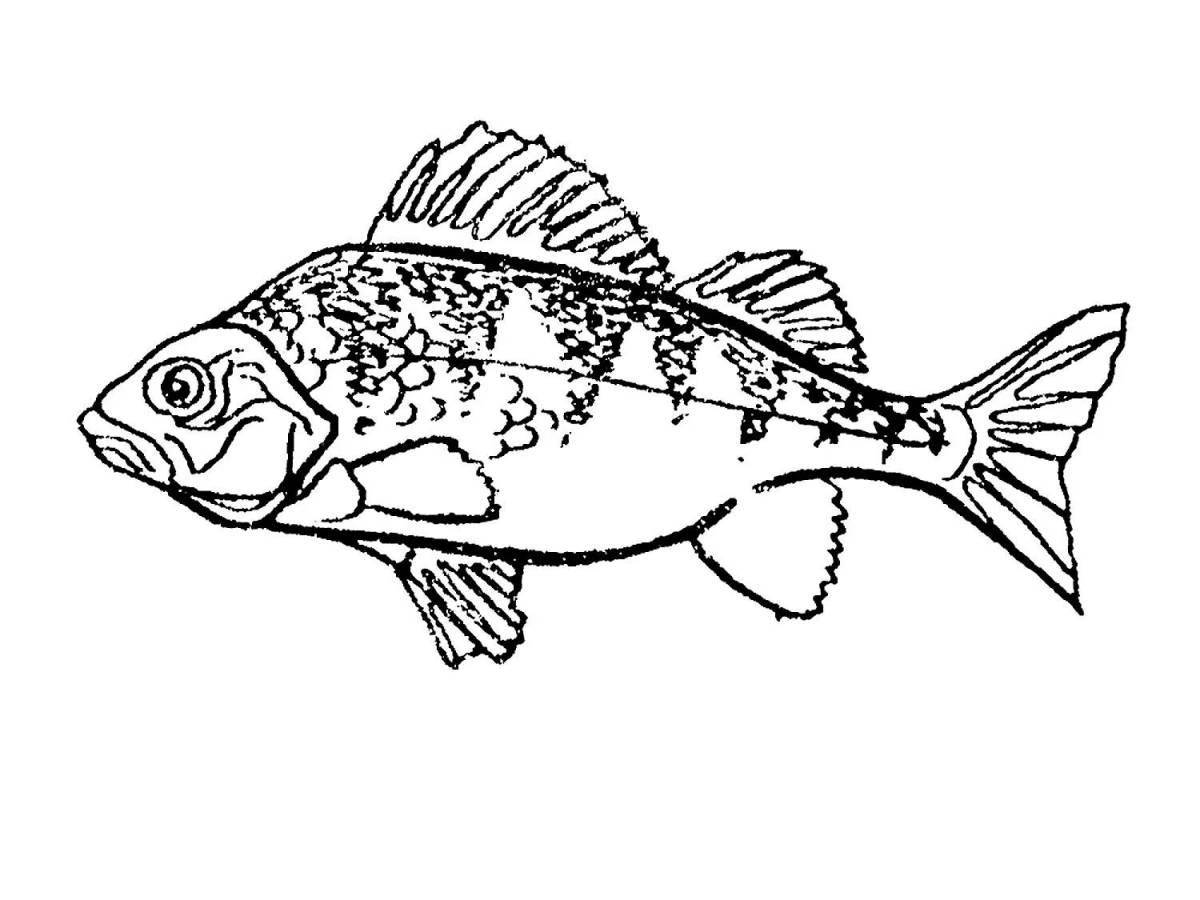 Coloring page fascinating perch fish