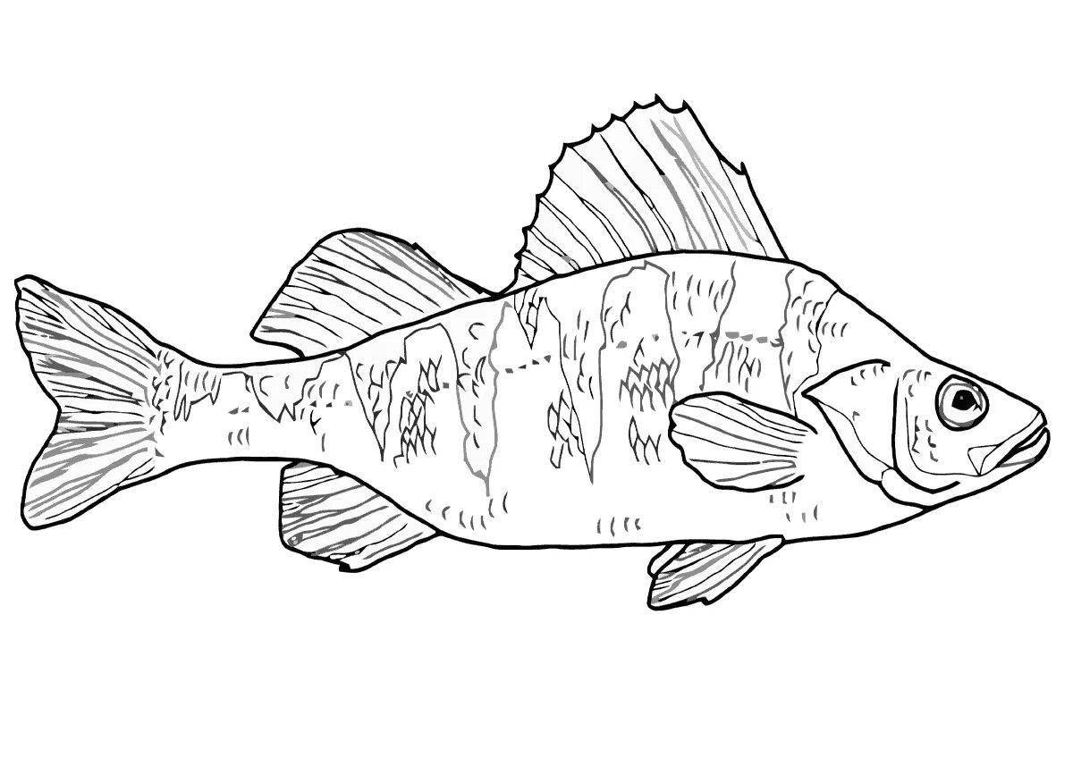Mysterious perch coloring page