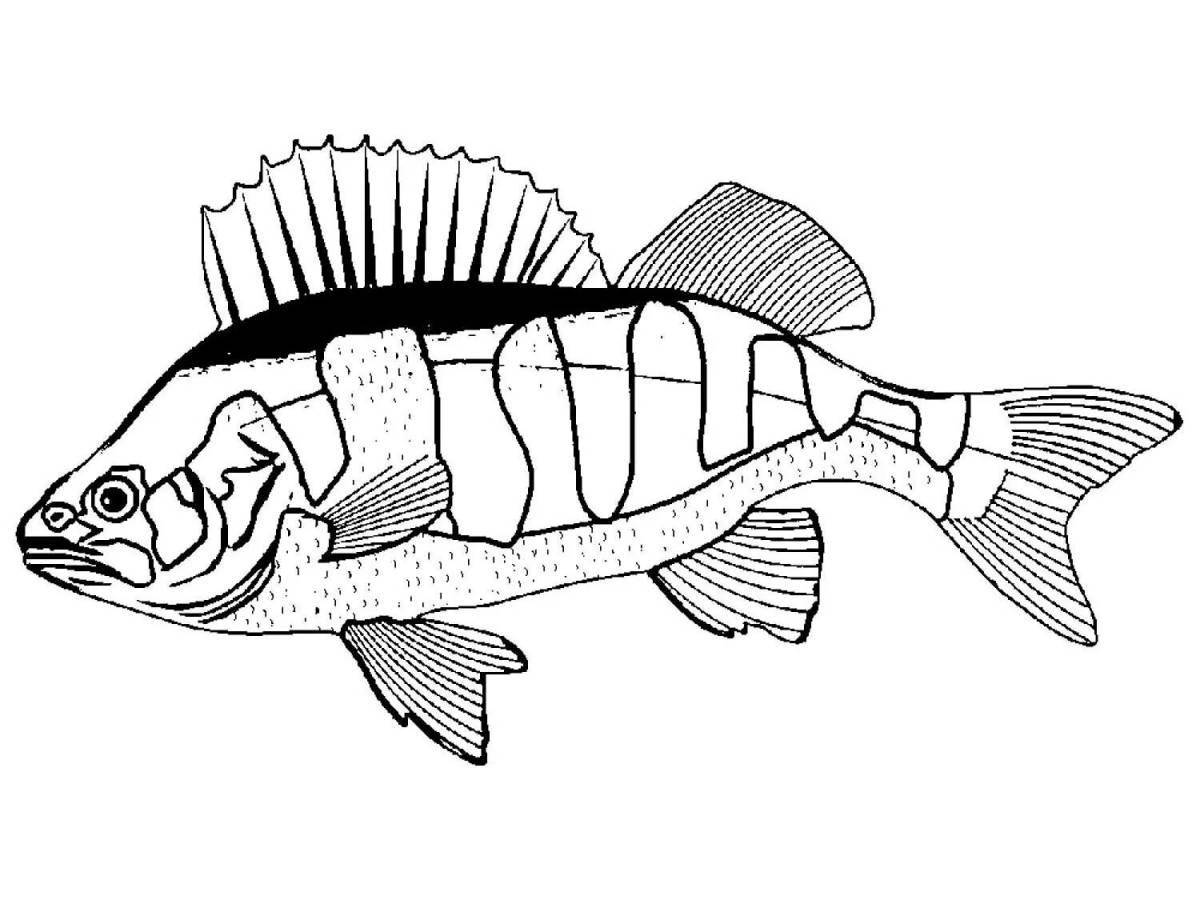 Coloring page hypnotic perch fish