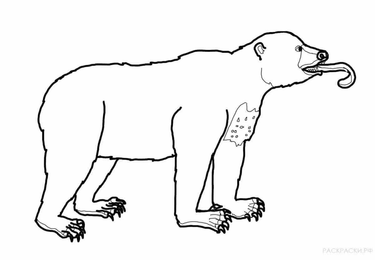 Раскраска величественный гималайский медведь