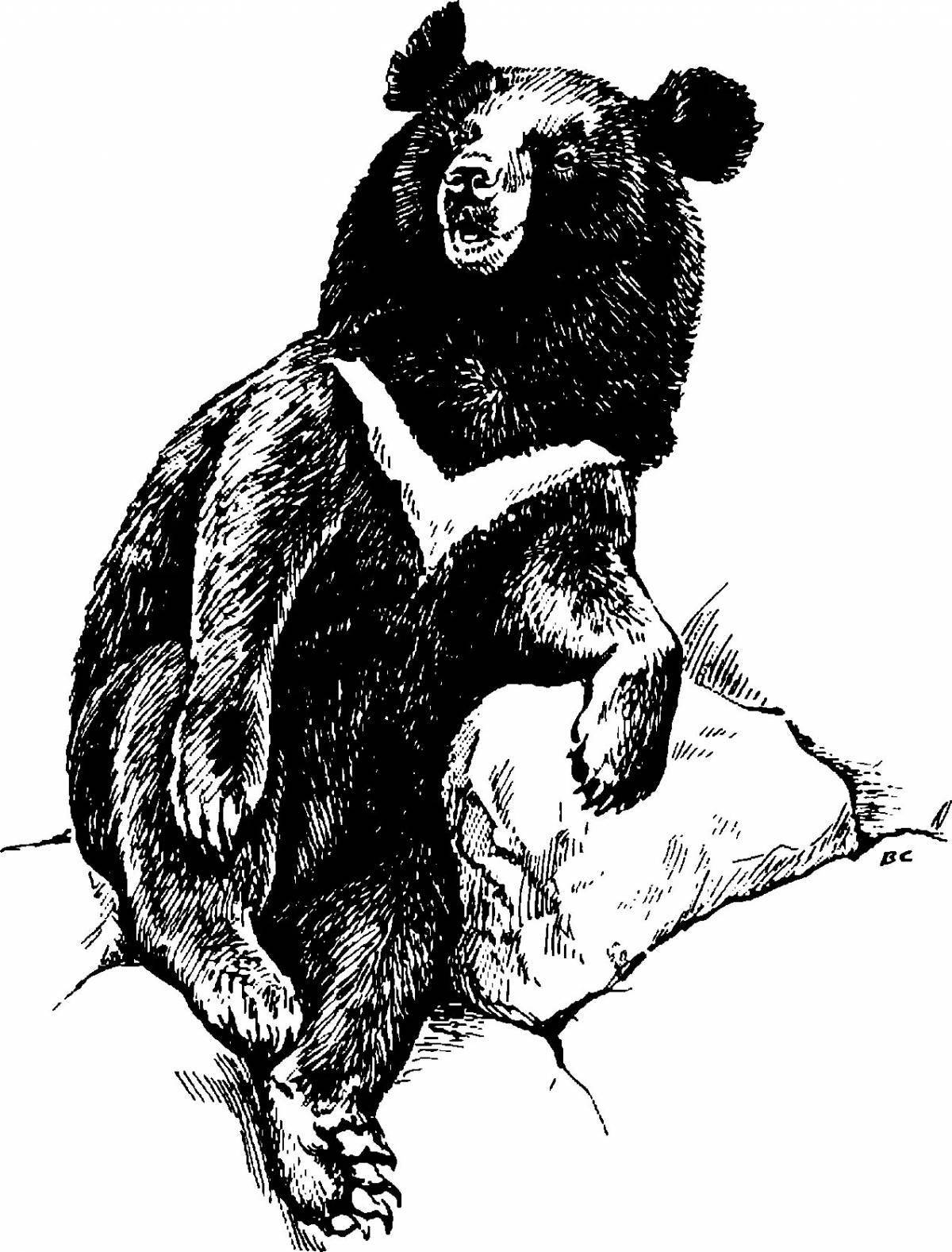 Раскраска очаровательный гималайский медведь
