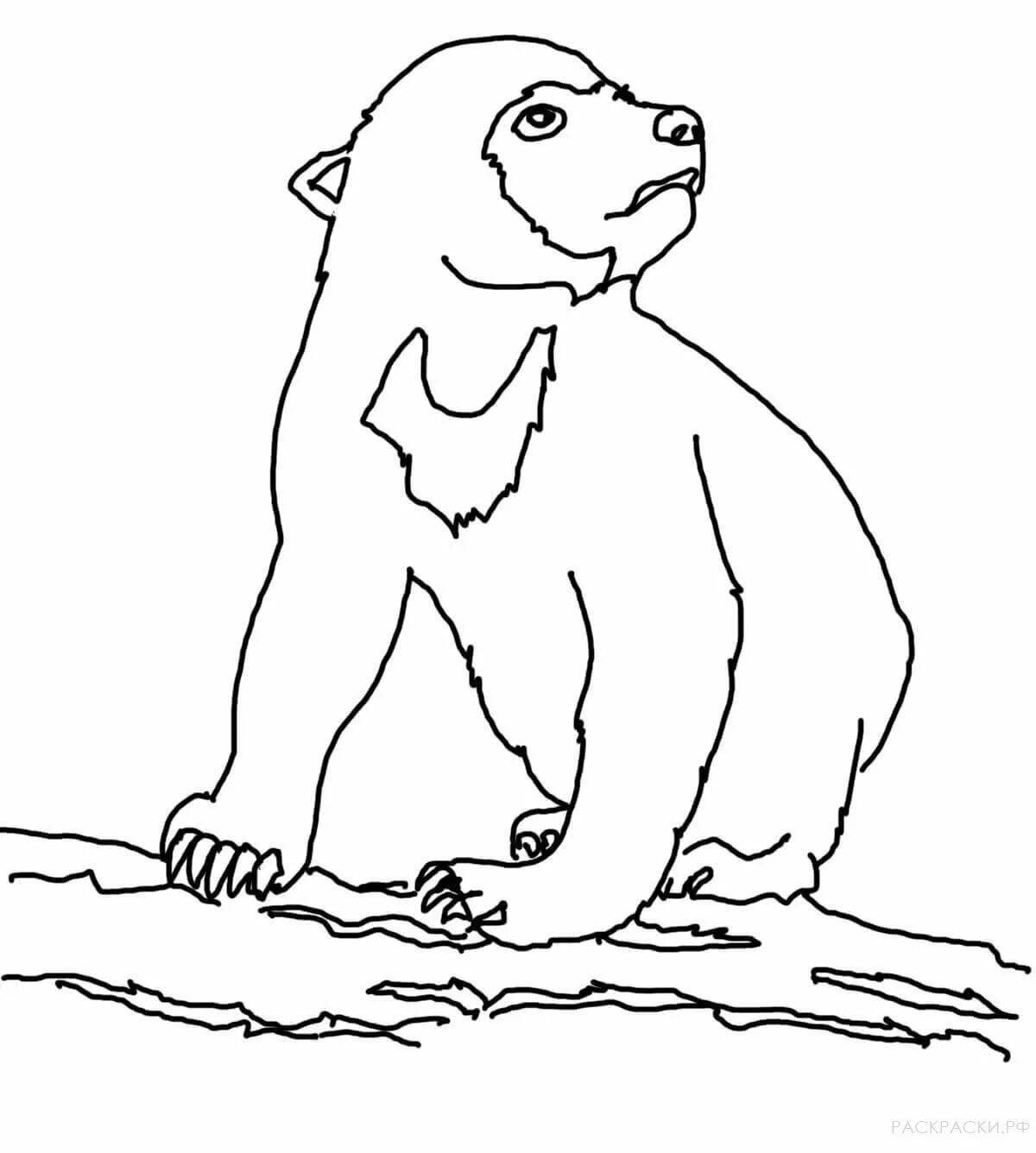 Coloring book shining Himalayan bear