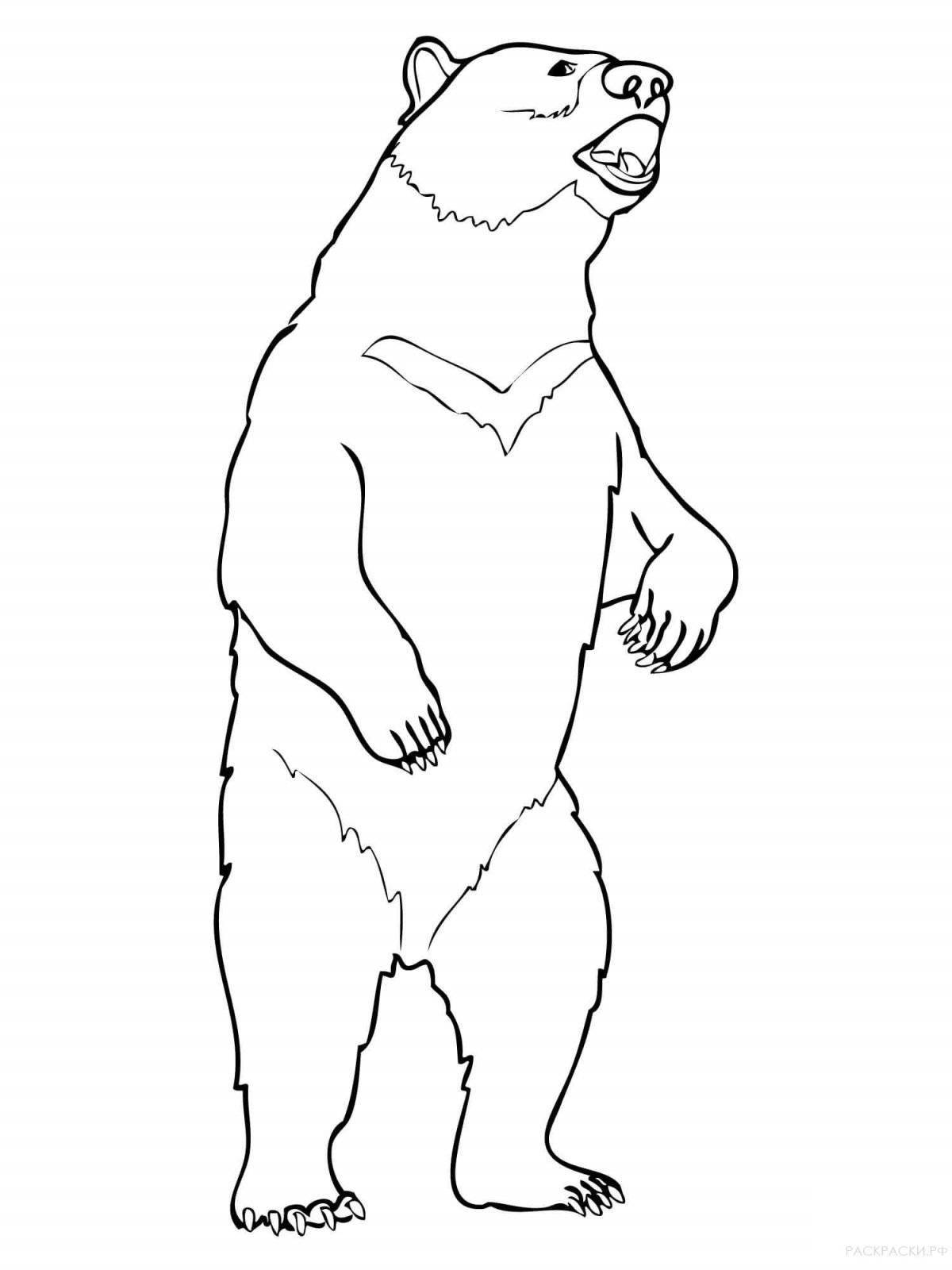 Раскраска безмятежный гималайский медведь