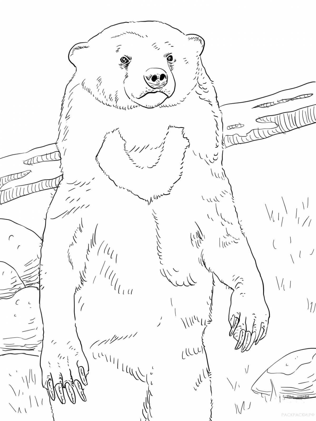 Раскраска причудливый гималайский медведь