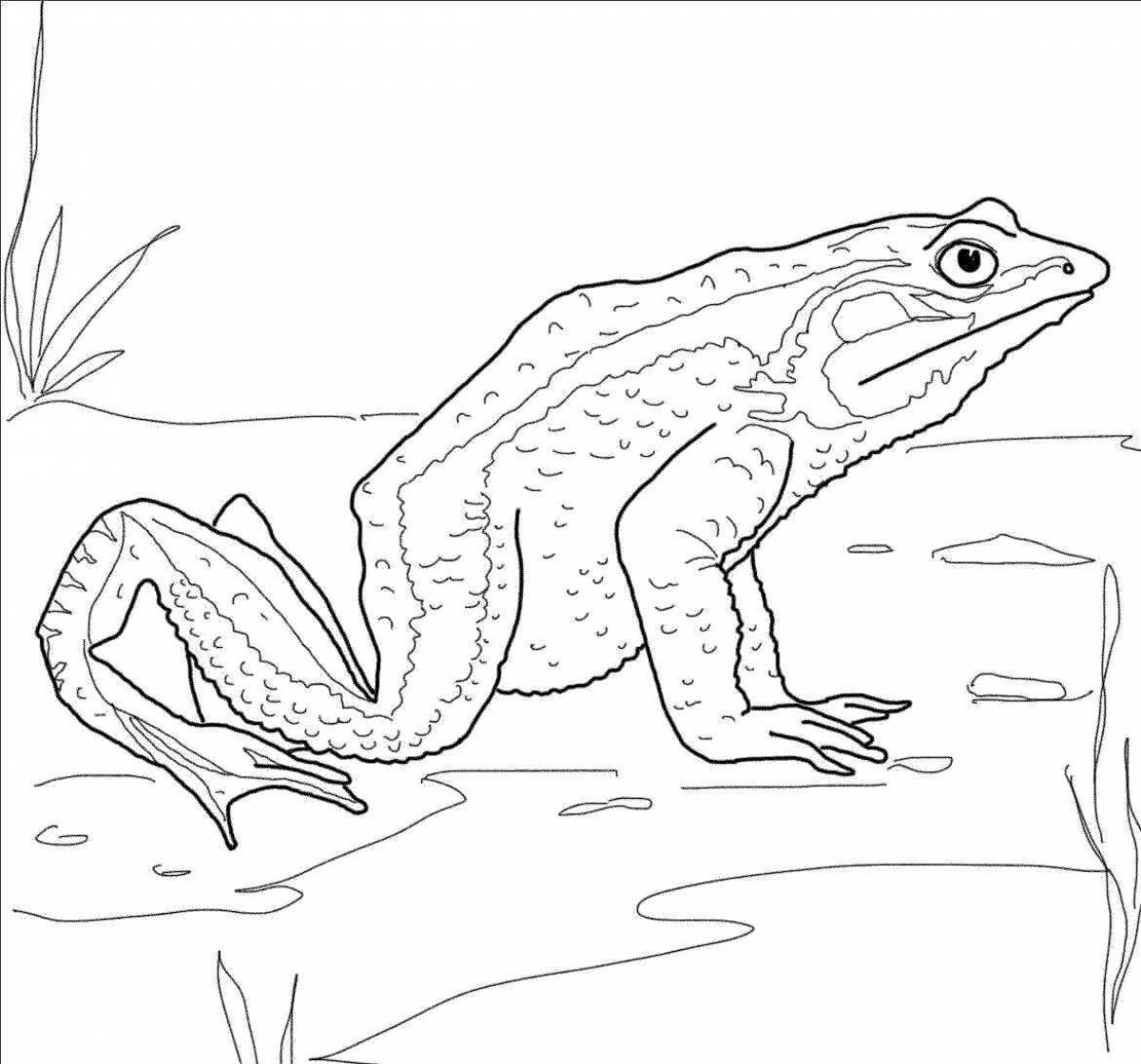Dart frog coloring book