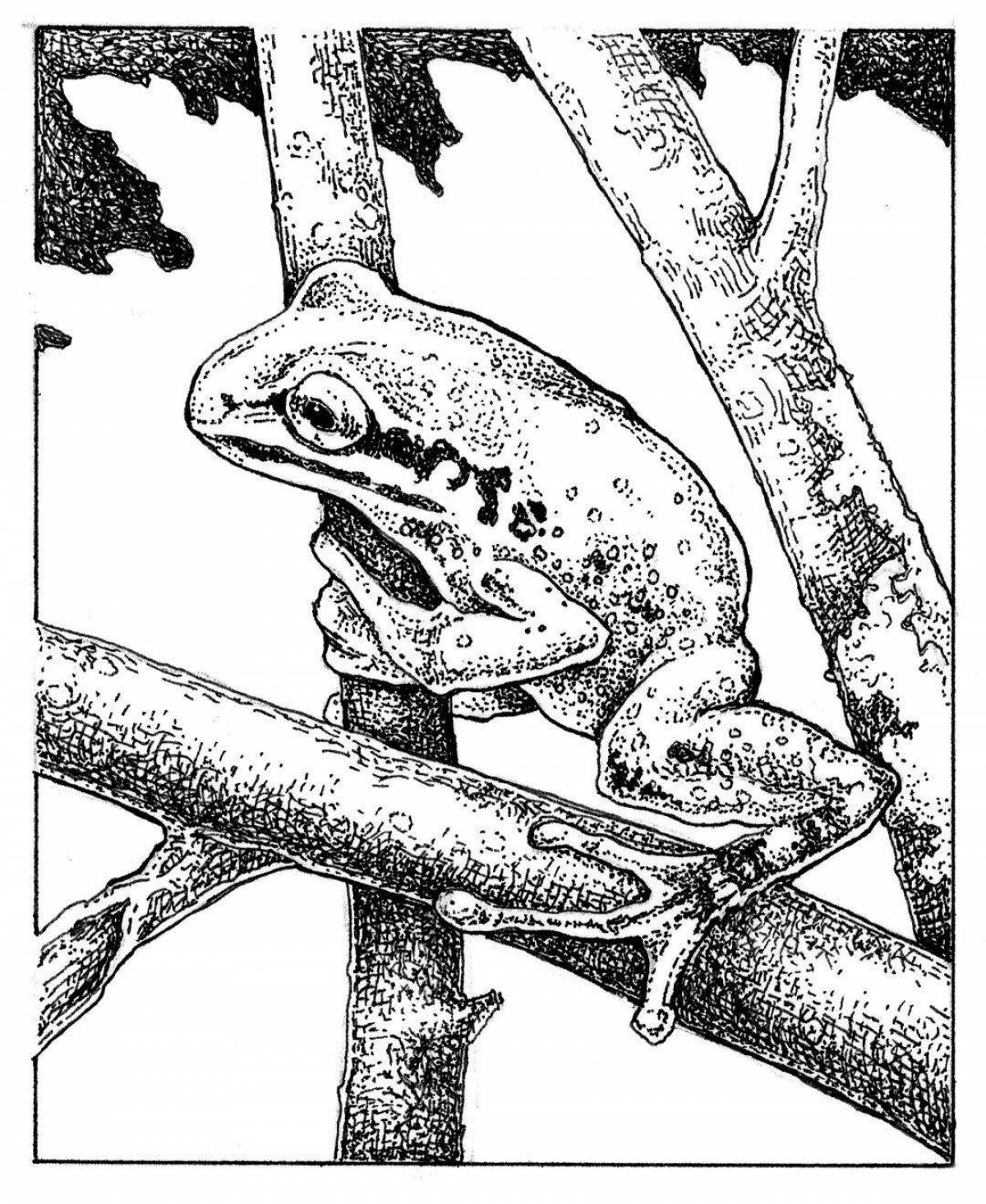 Dart frog coloring page