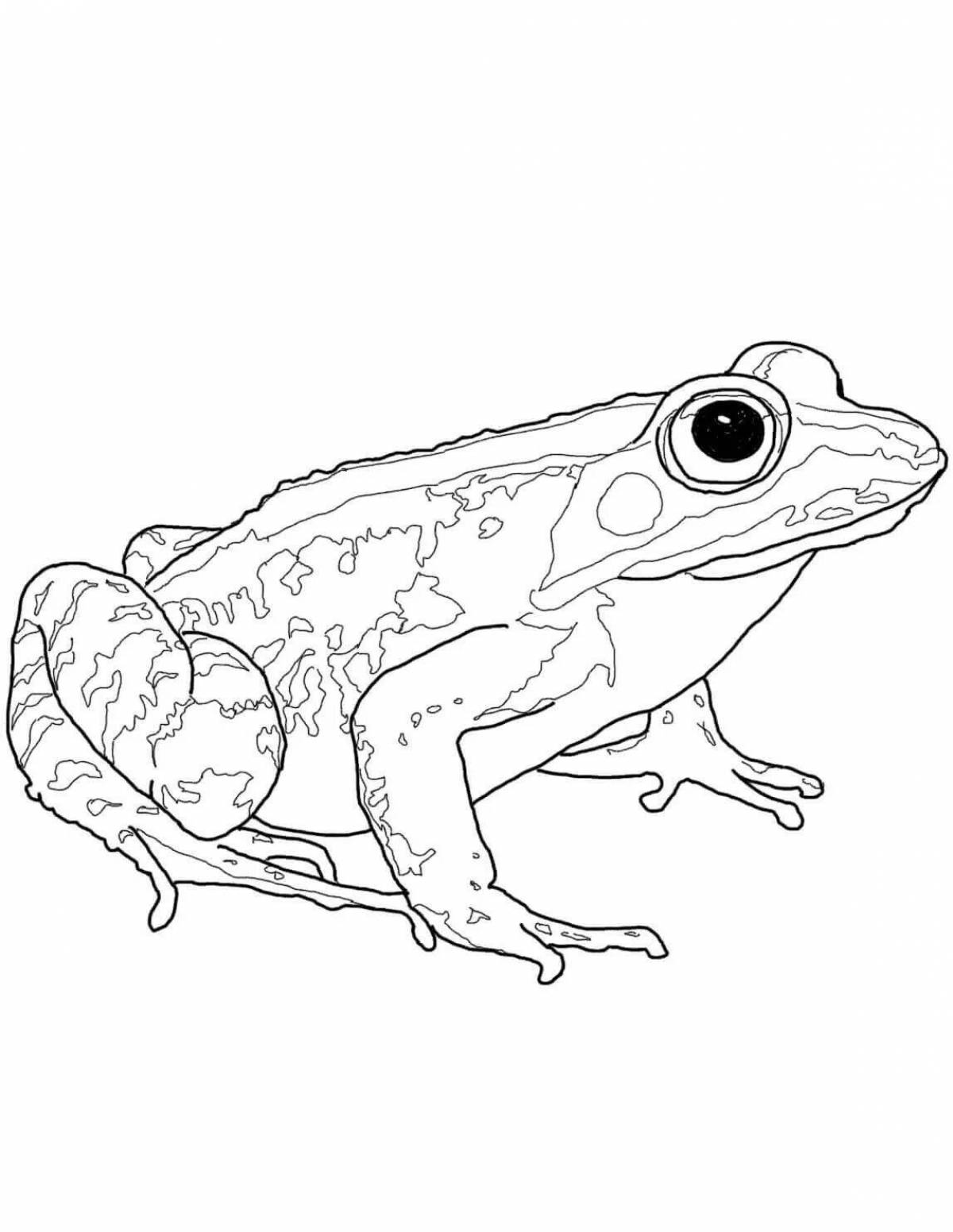 Dart frog deluxe coloring book