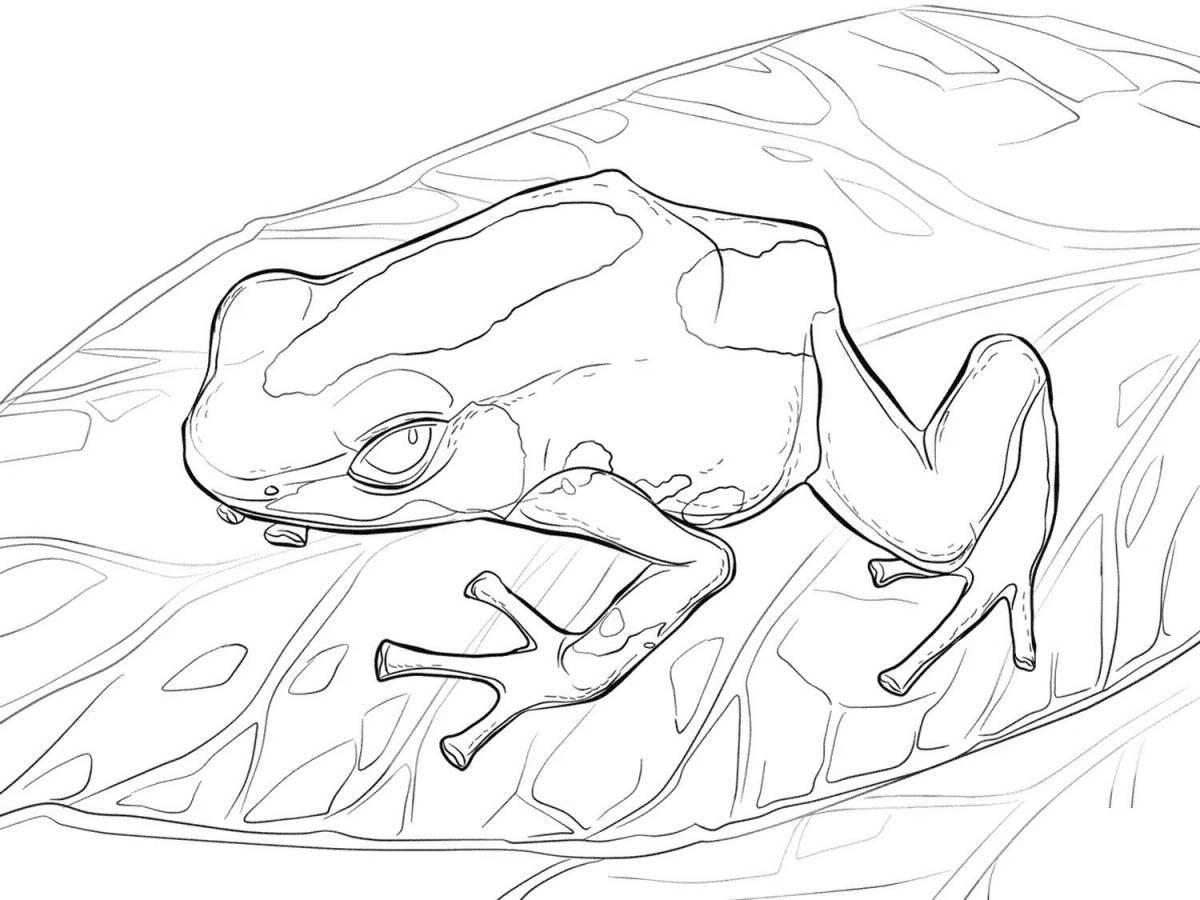 Fun dart frog coloring book