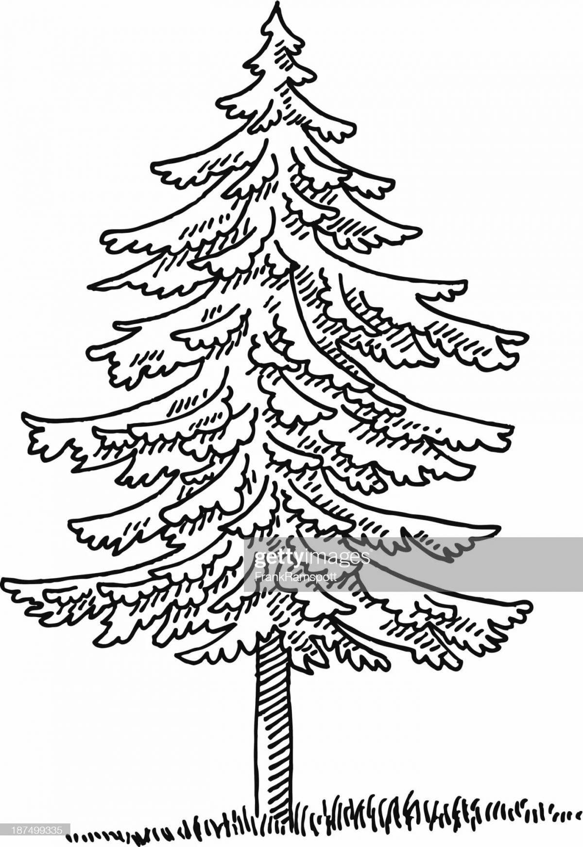 Раскраска Раскраска буйная ель