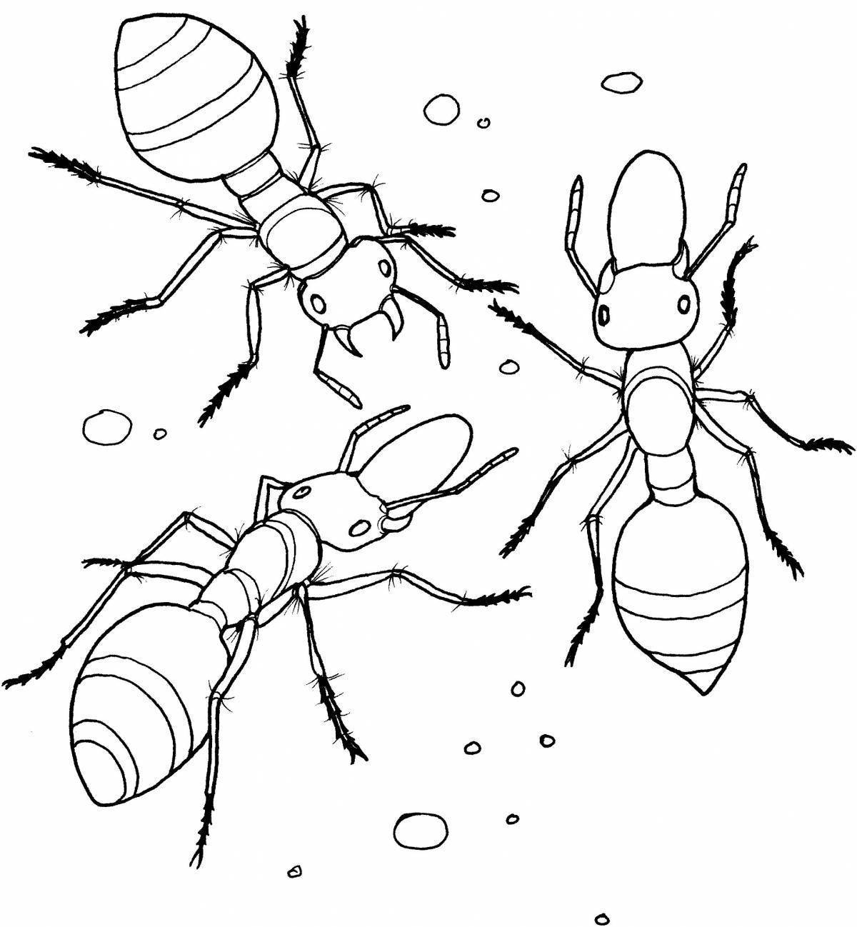 Раскраска насекомые муравей