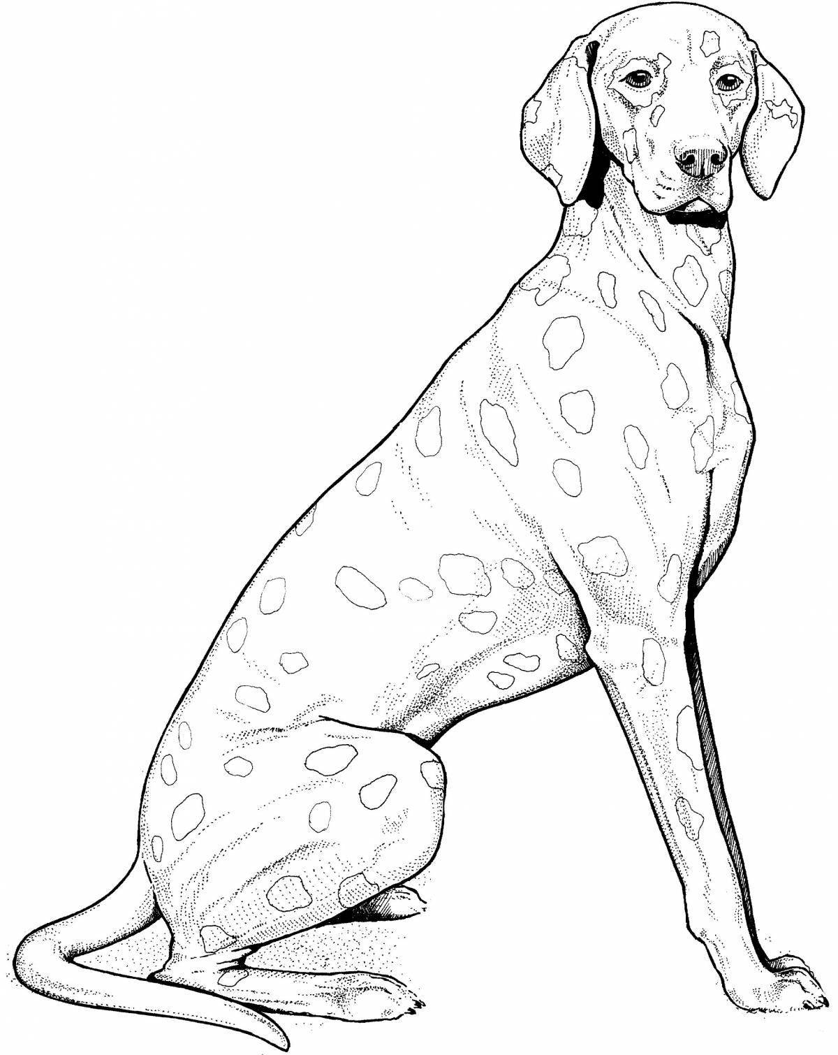 Раскраска игривая далматинская собака