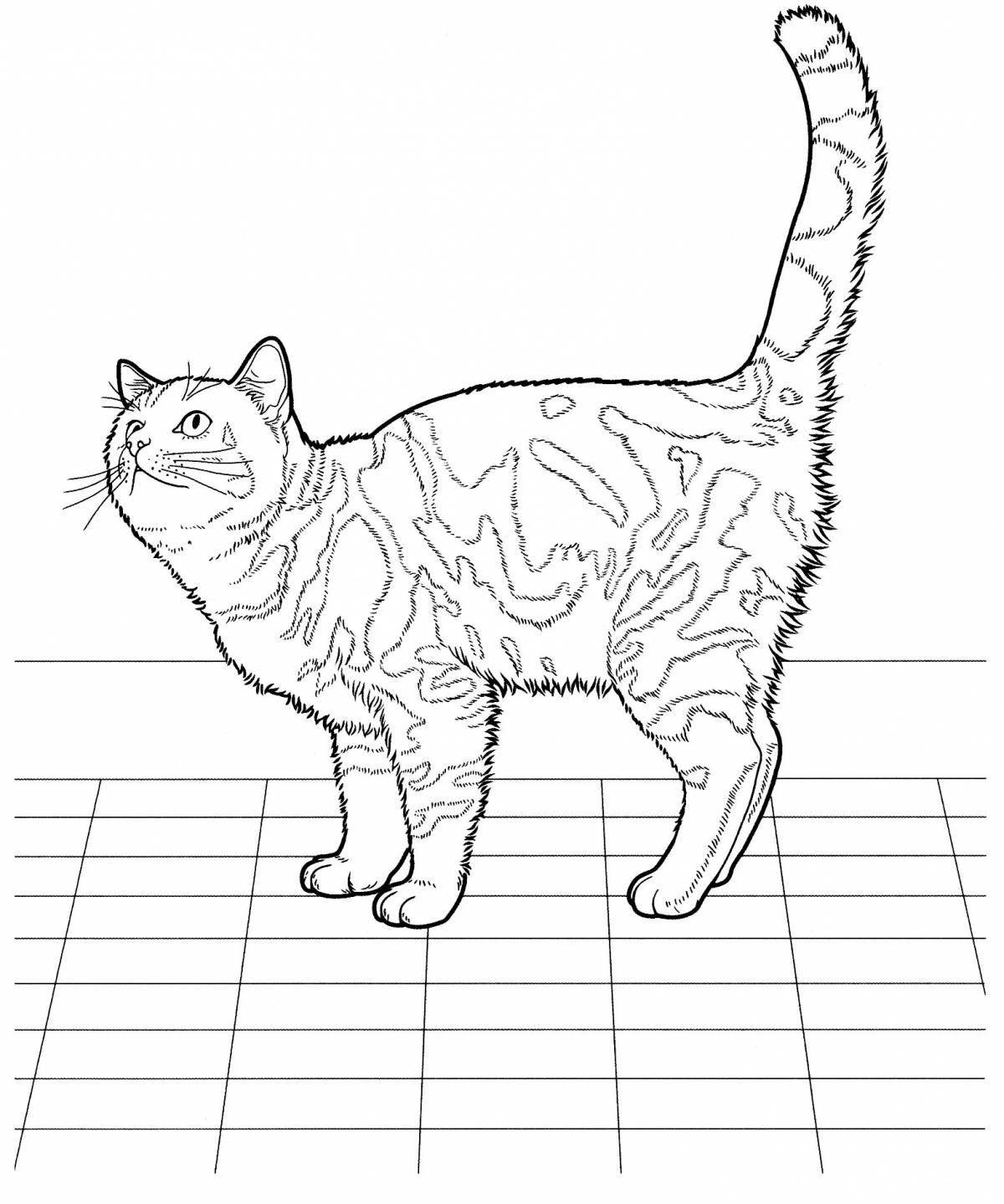 Раскраска игривый полосатый кот