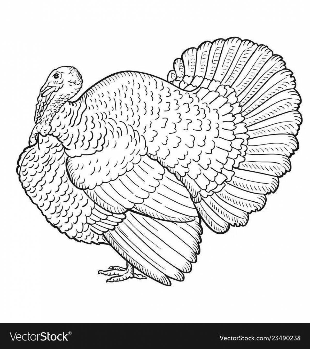 Holiday coloring Turkey