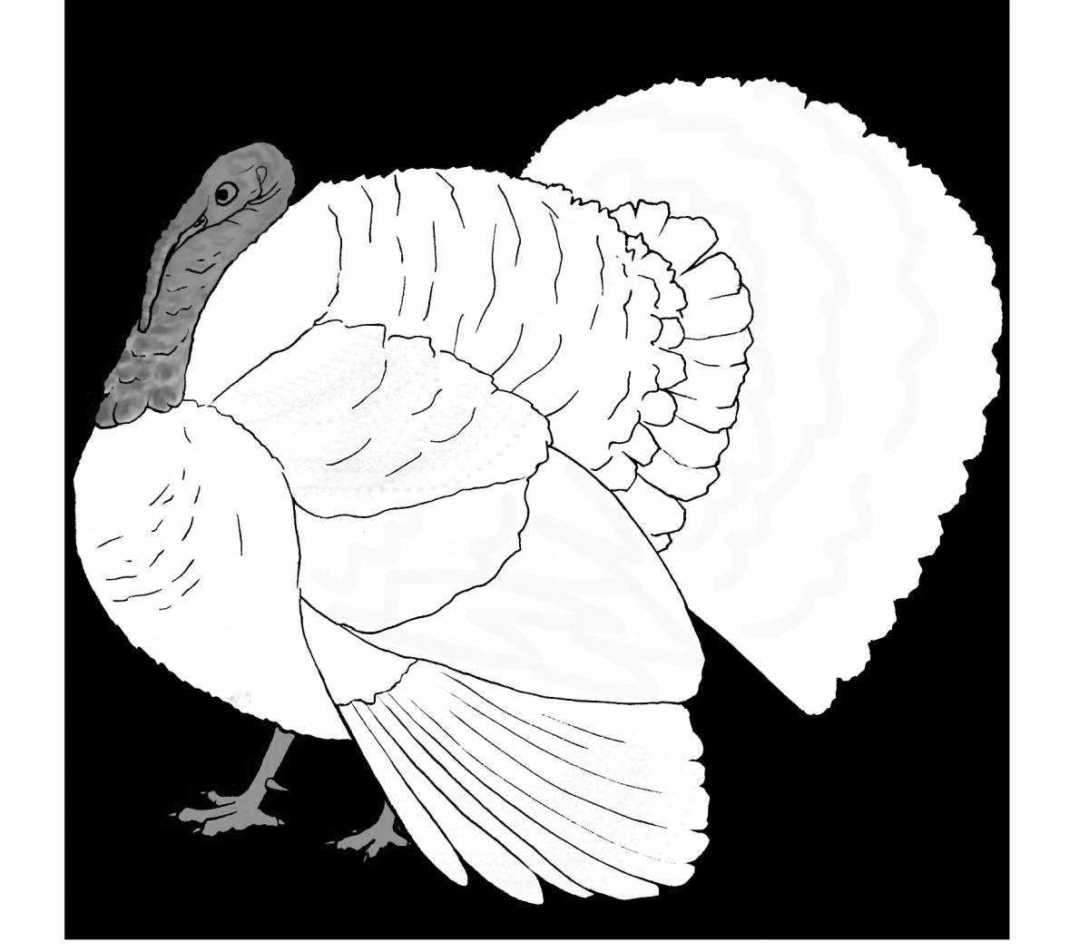 Delightful coloring turkey