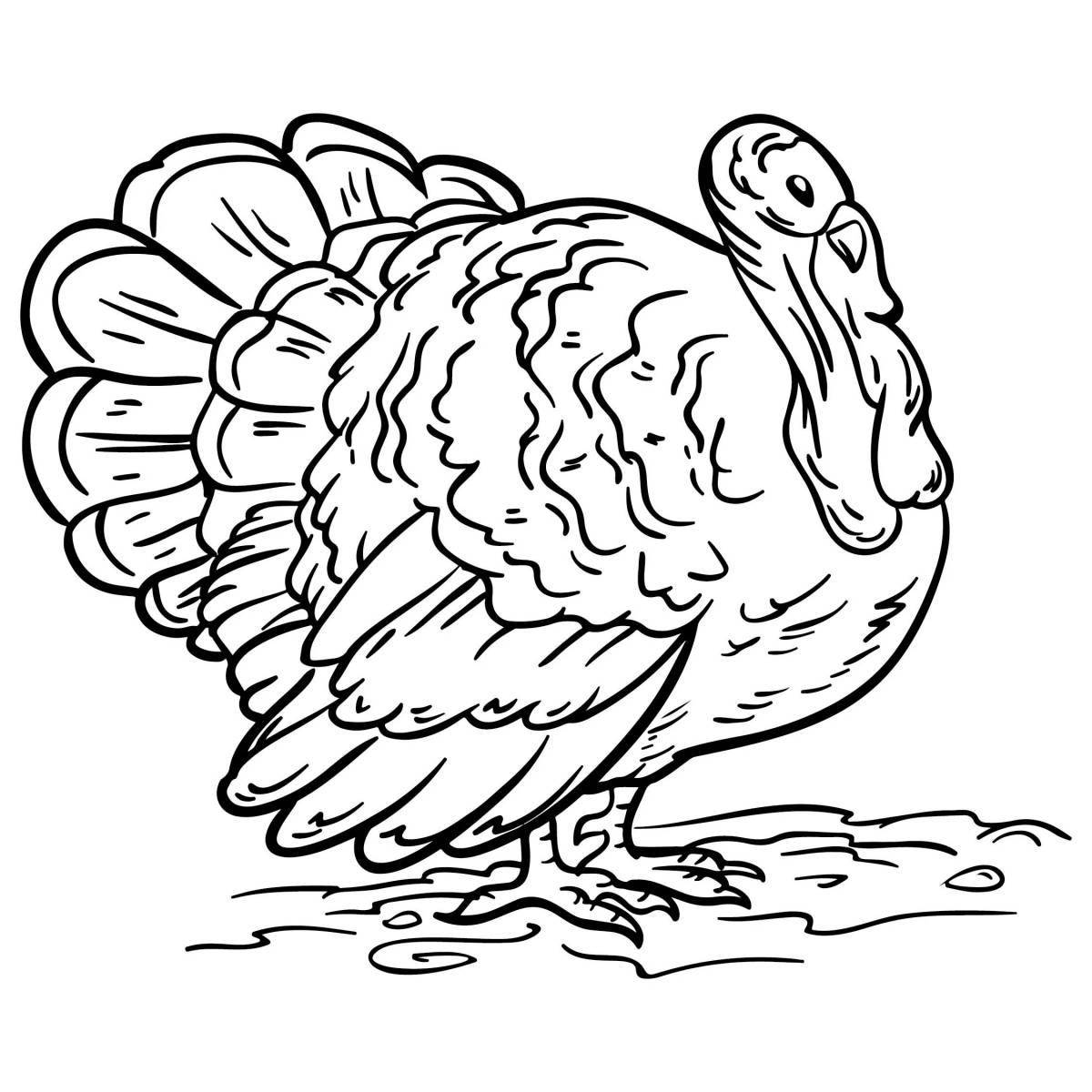 Live coloring turkey