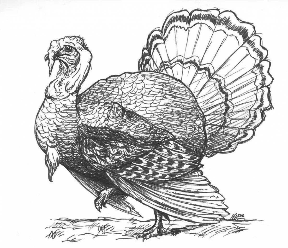 Impressive turkey coloring page