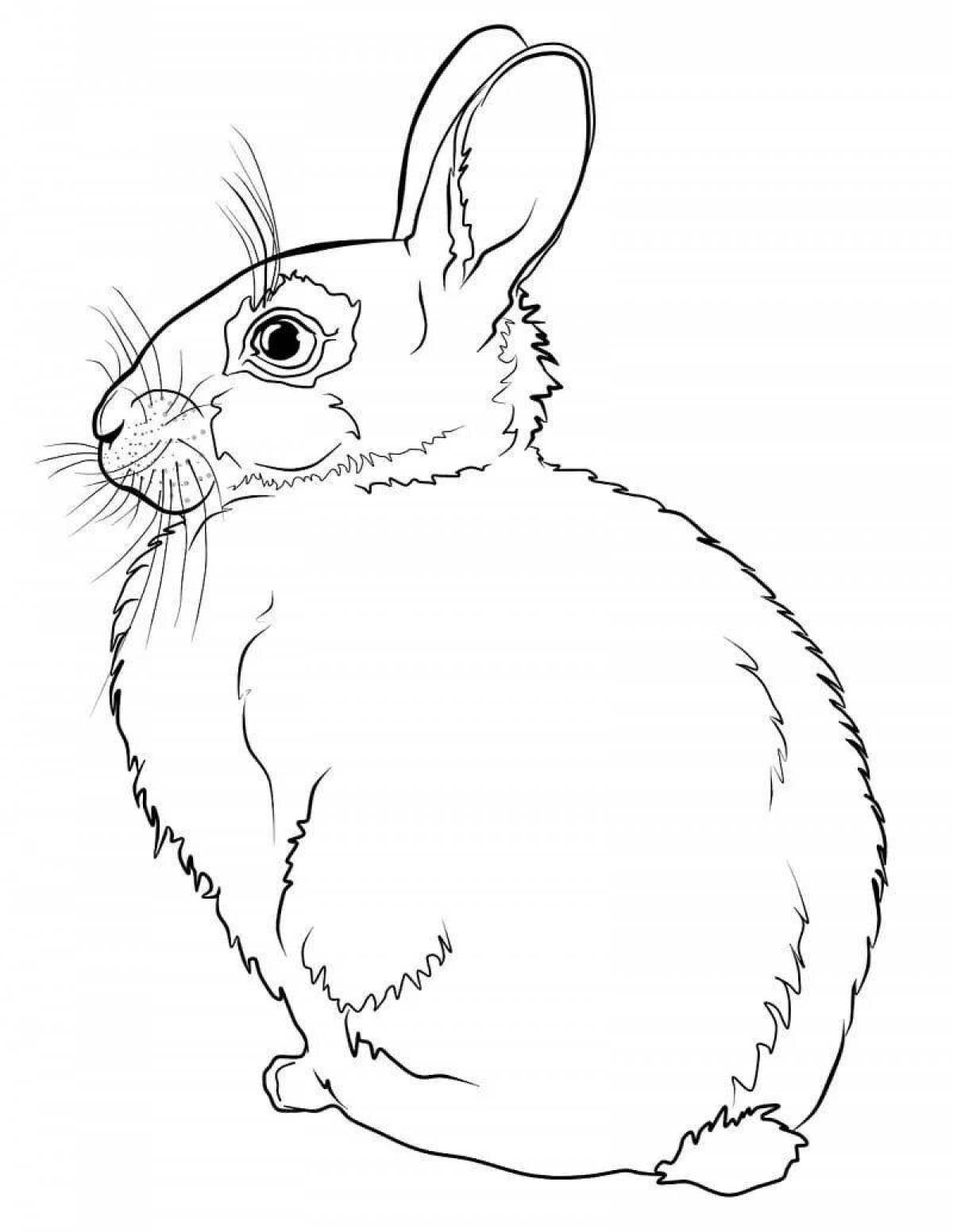 Coloring fun hare rabbit