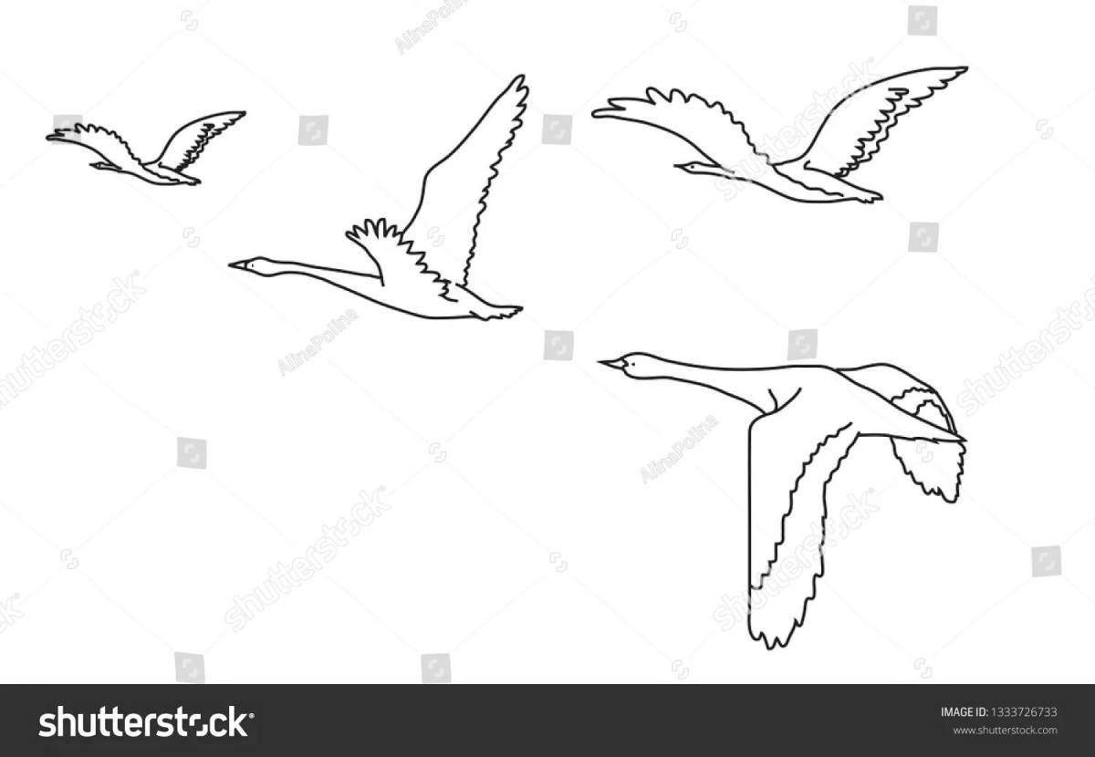 Glorious cranes glide