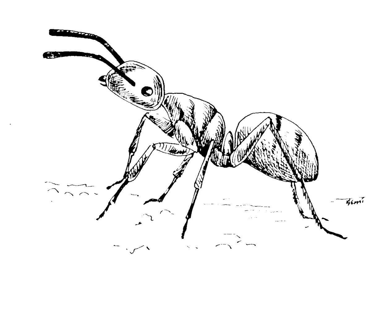 Яркая страница раскраски муравья