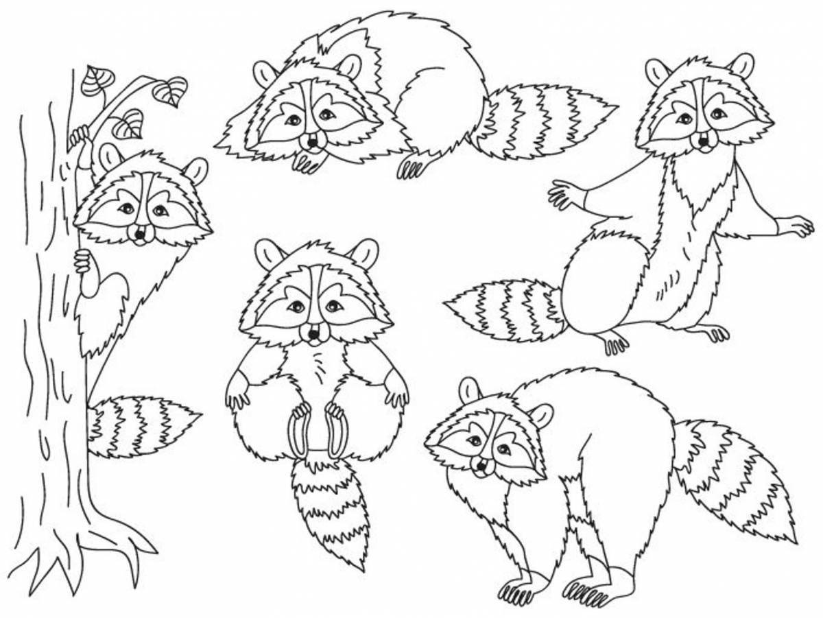 Coloring bright raccoon