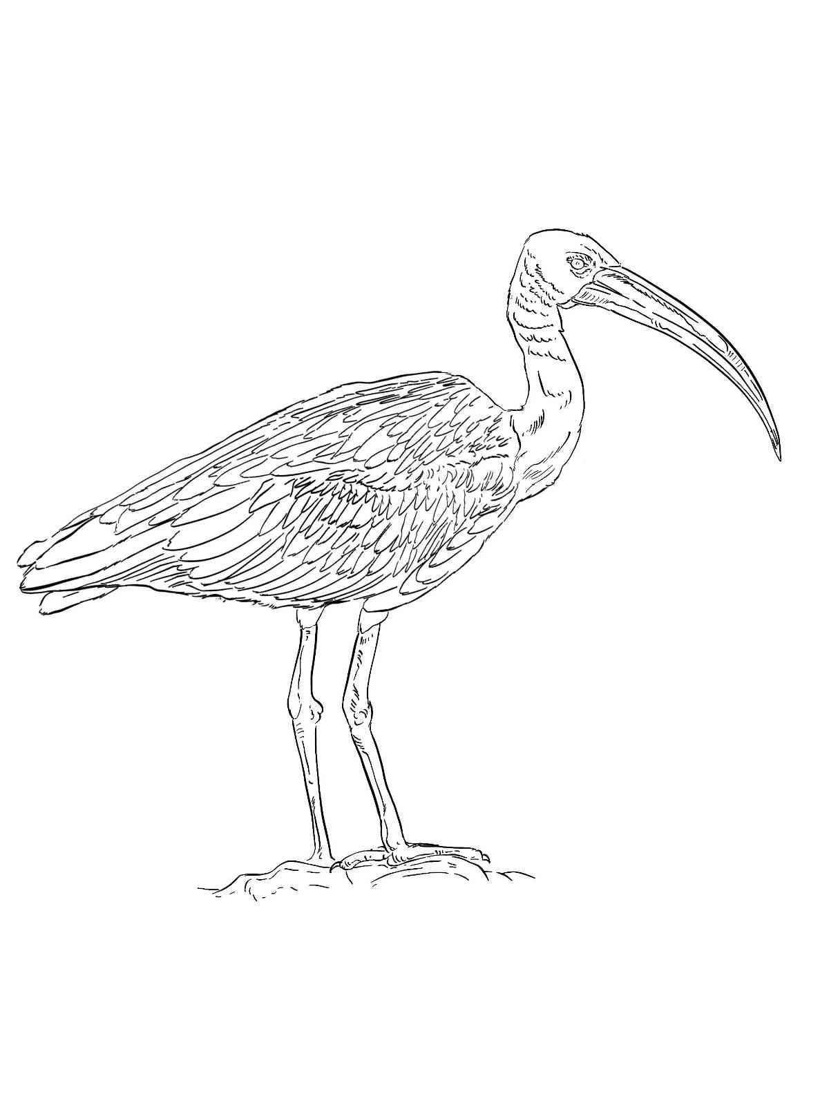 Вдохновляющая раскраска ibis paint