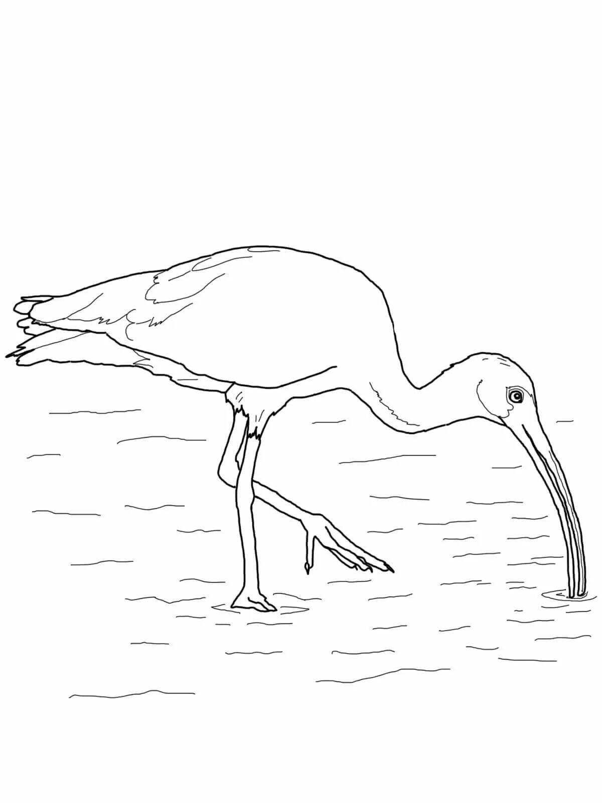 Bold ibis paint coloring page