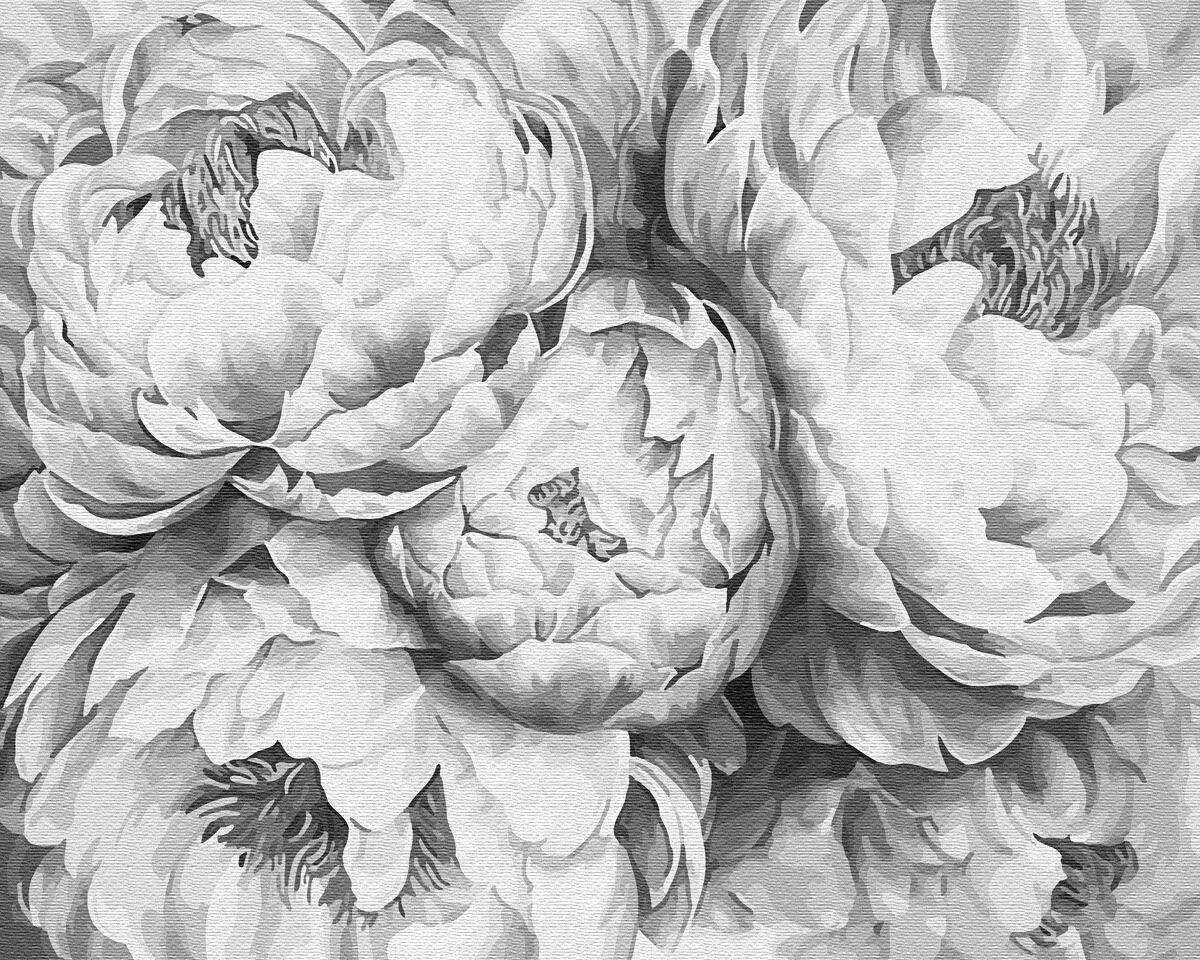 Blooming peonies coloring by numbers