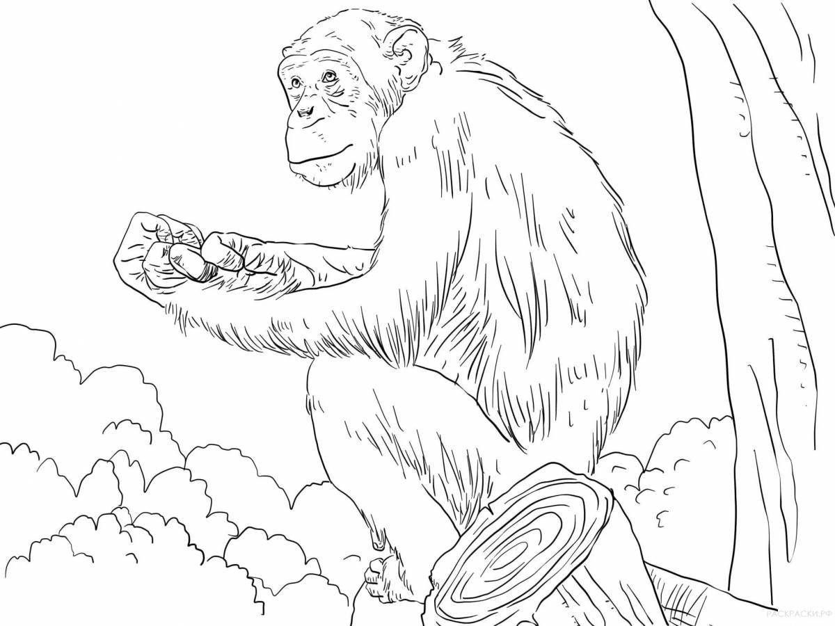 Забавная раскраска шимпанзе для детей