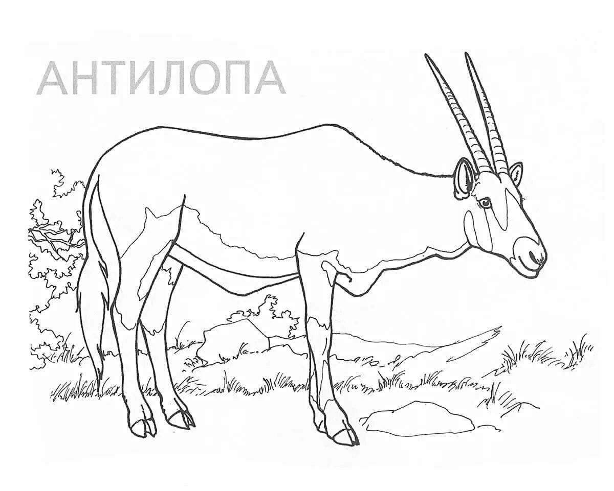 Photo Magic antelope coloring book for kids