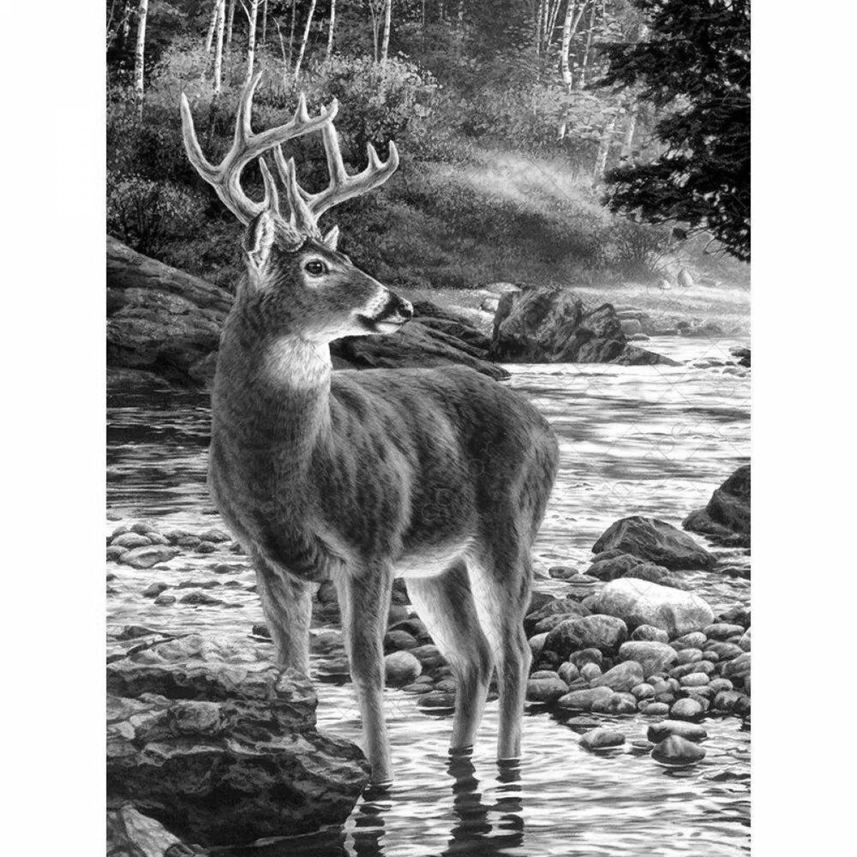 Color by number deer coloring book