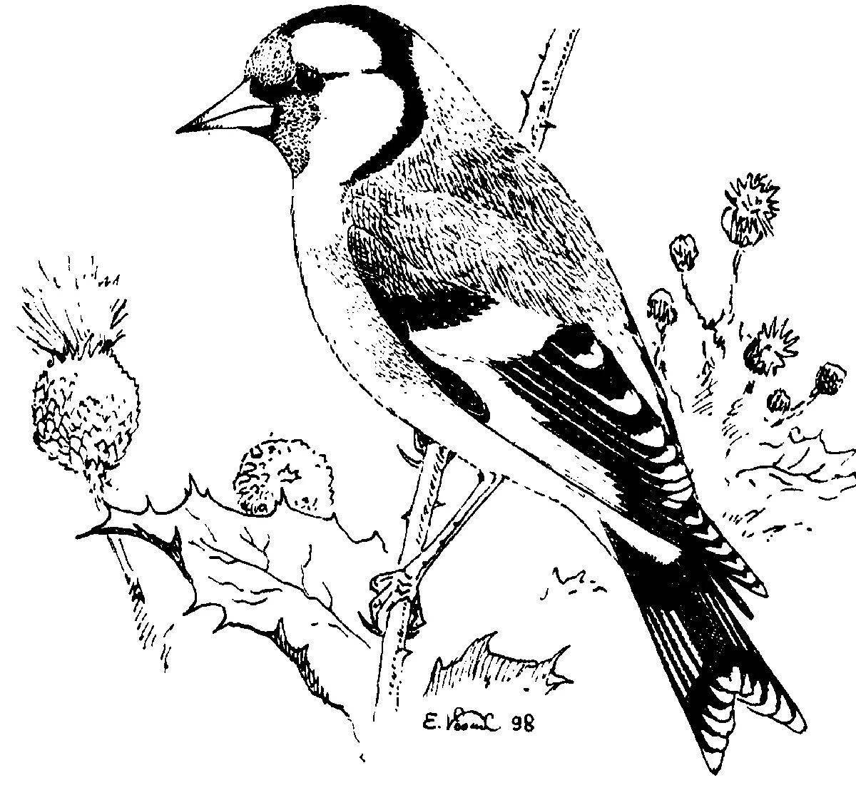 Adorable siskin coloring page for beginners