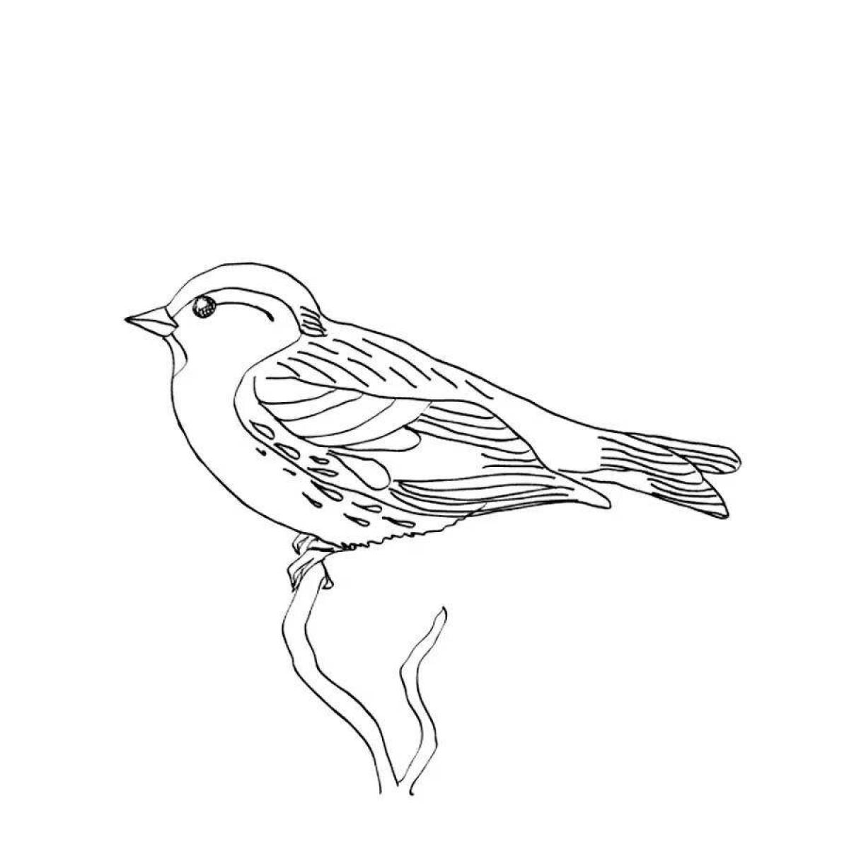 Sparkly siskin coloring page for beginners