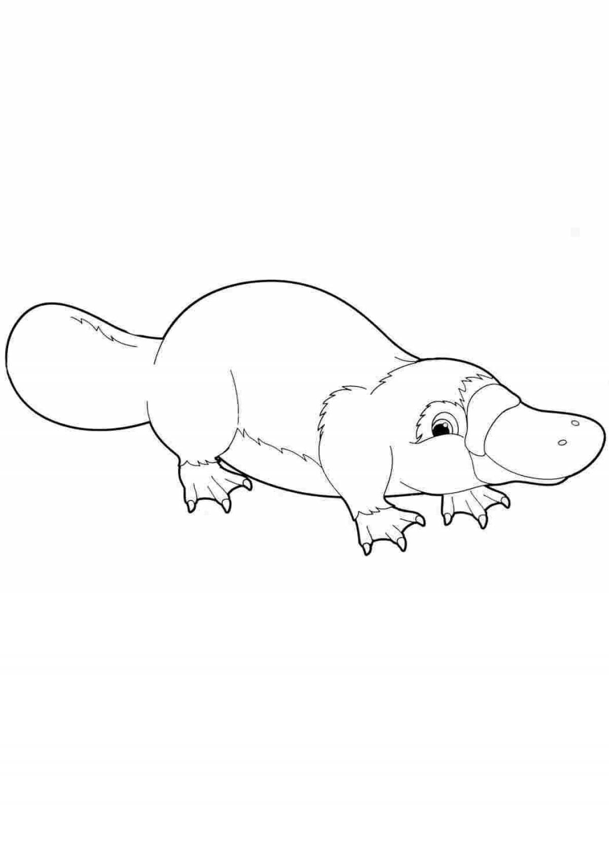 Fancy coloring platypus for kids