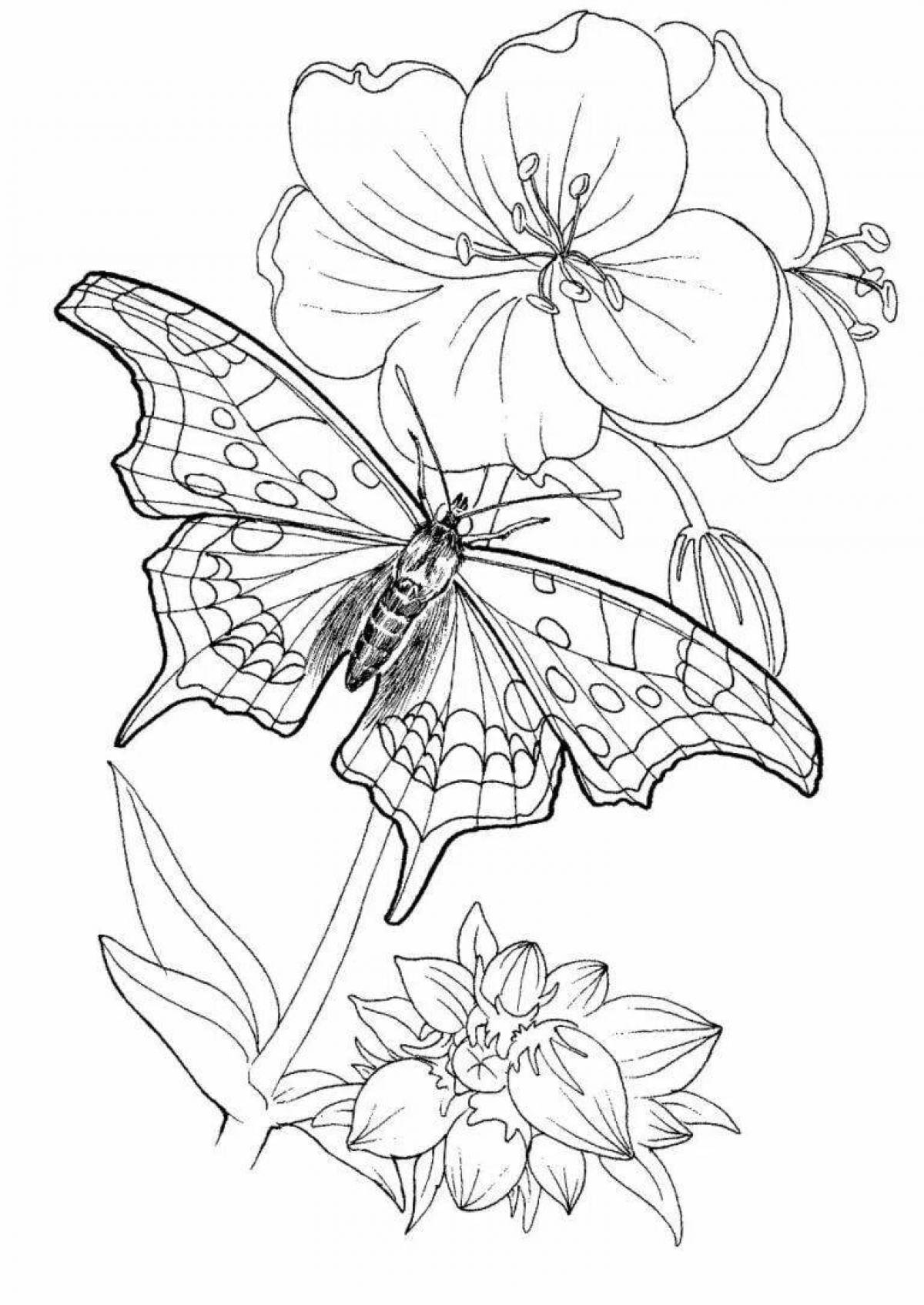 Яркая бабочка с цветком раскраска