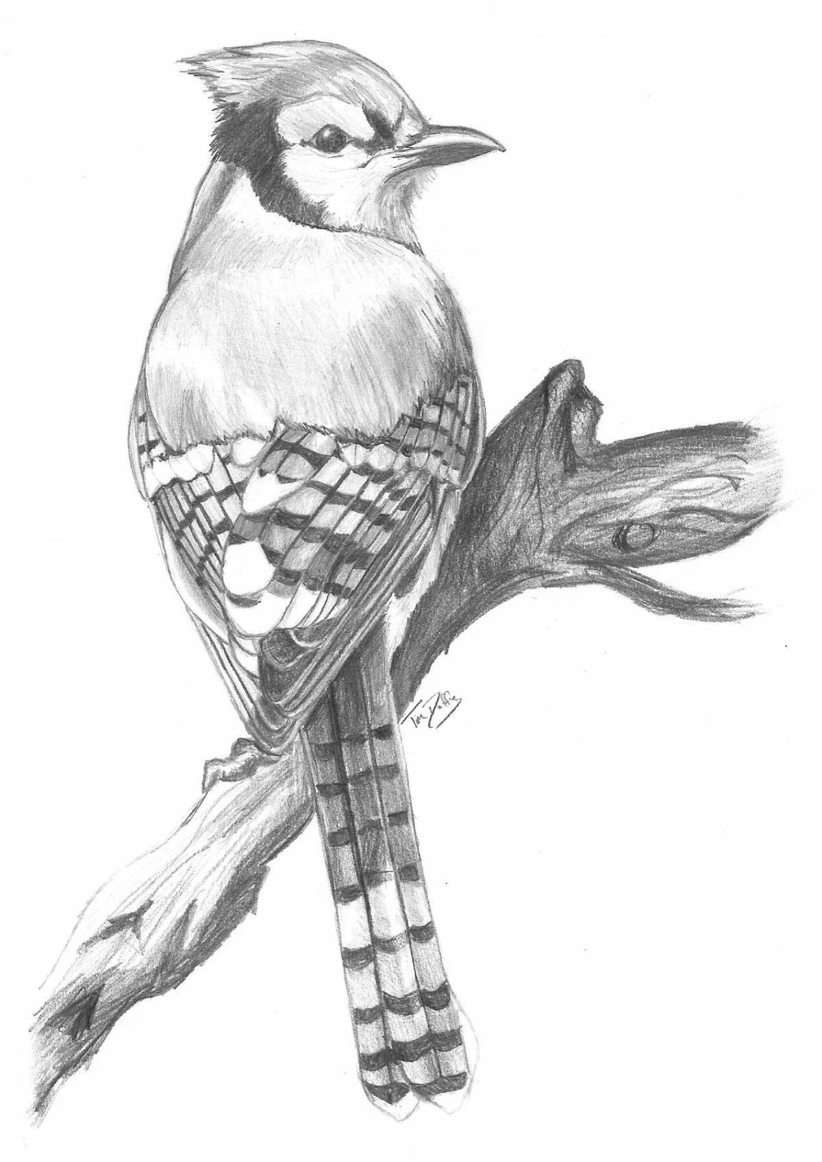 Раскраска Раскраска веселая сойка для детей