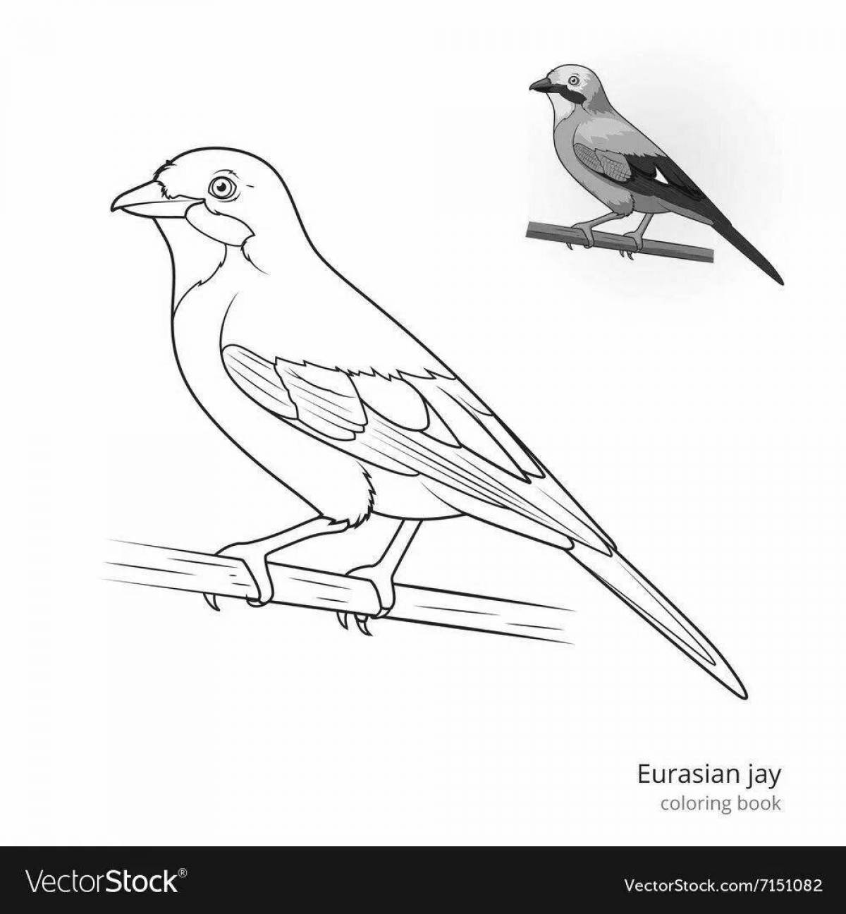 Раскраска Чудесная раскраска джей для детей