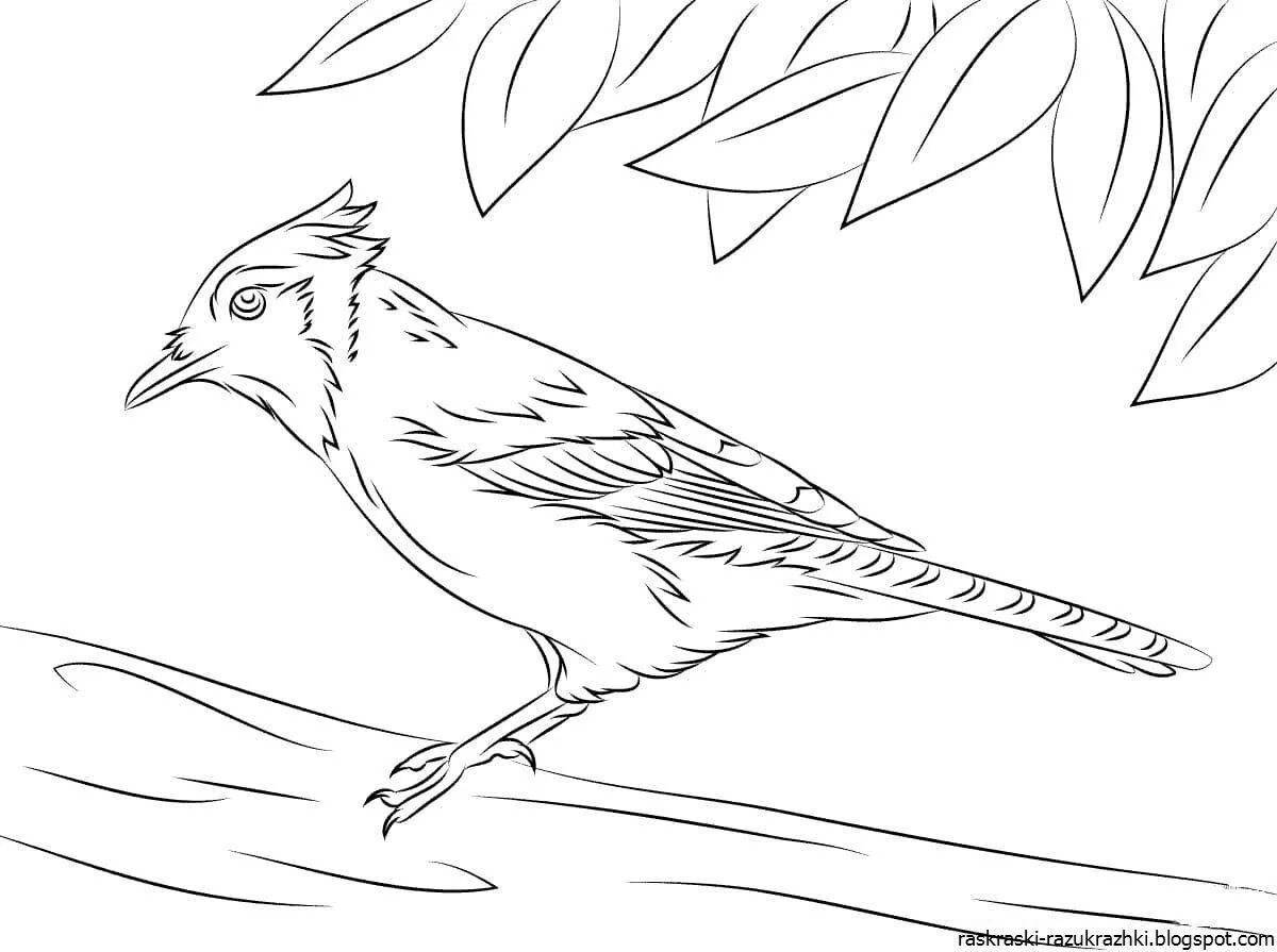 Раскраска Уникальная раскраска джей для детей