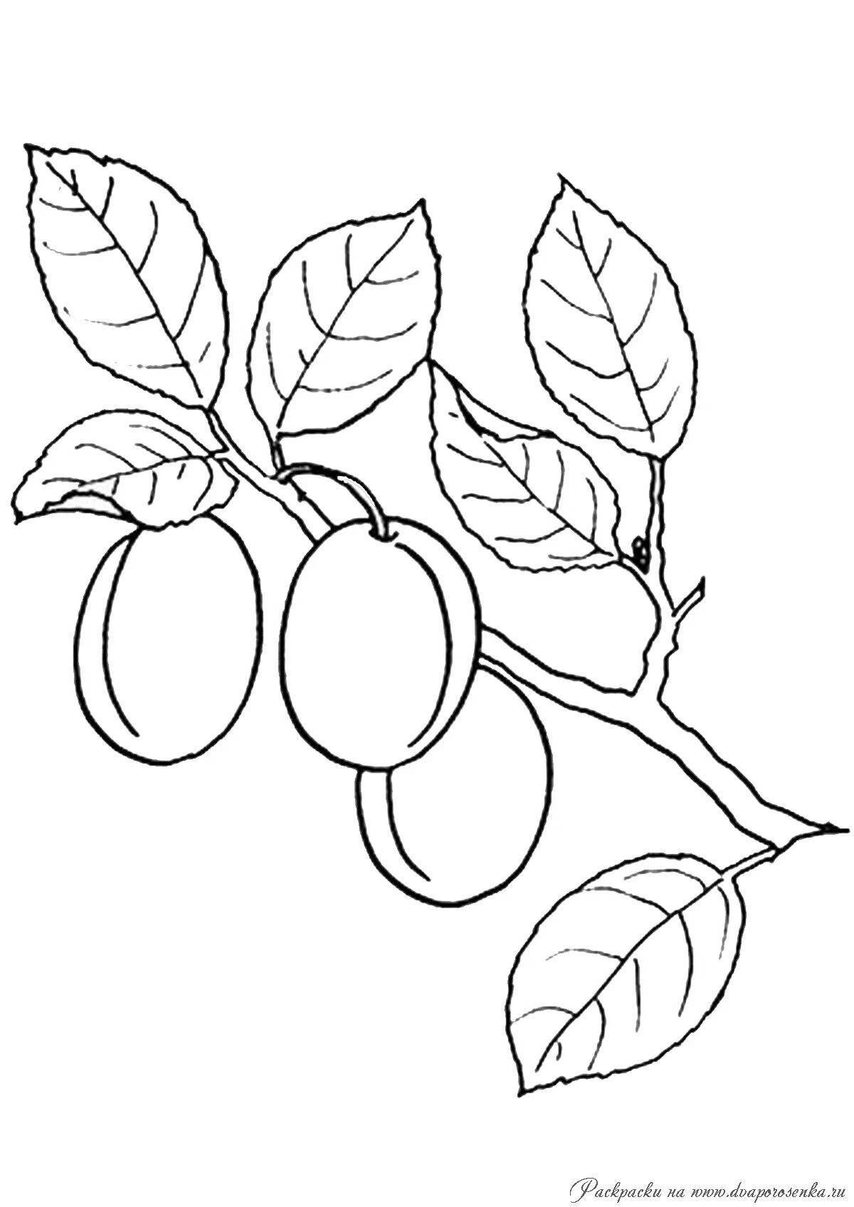 Showy apricot coloring book for kids