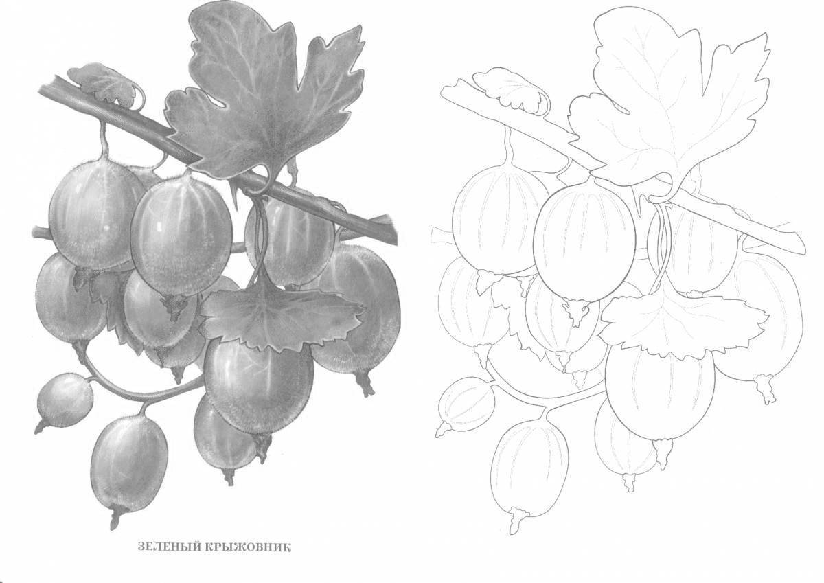 Как рисовать крыжовник