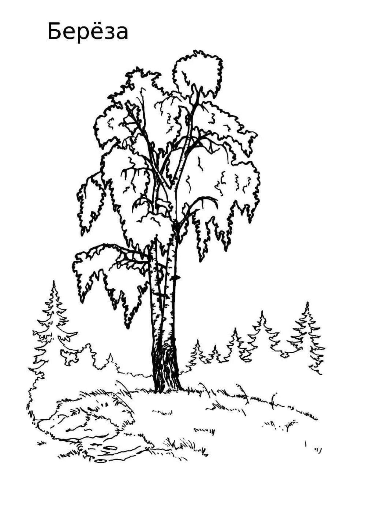 Elegant coloring birch symbol of russia