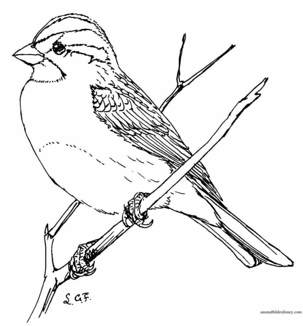 Coloring book cheerful wintering sparrow