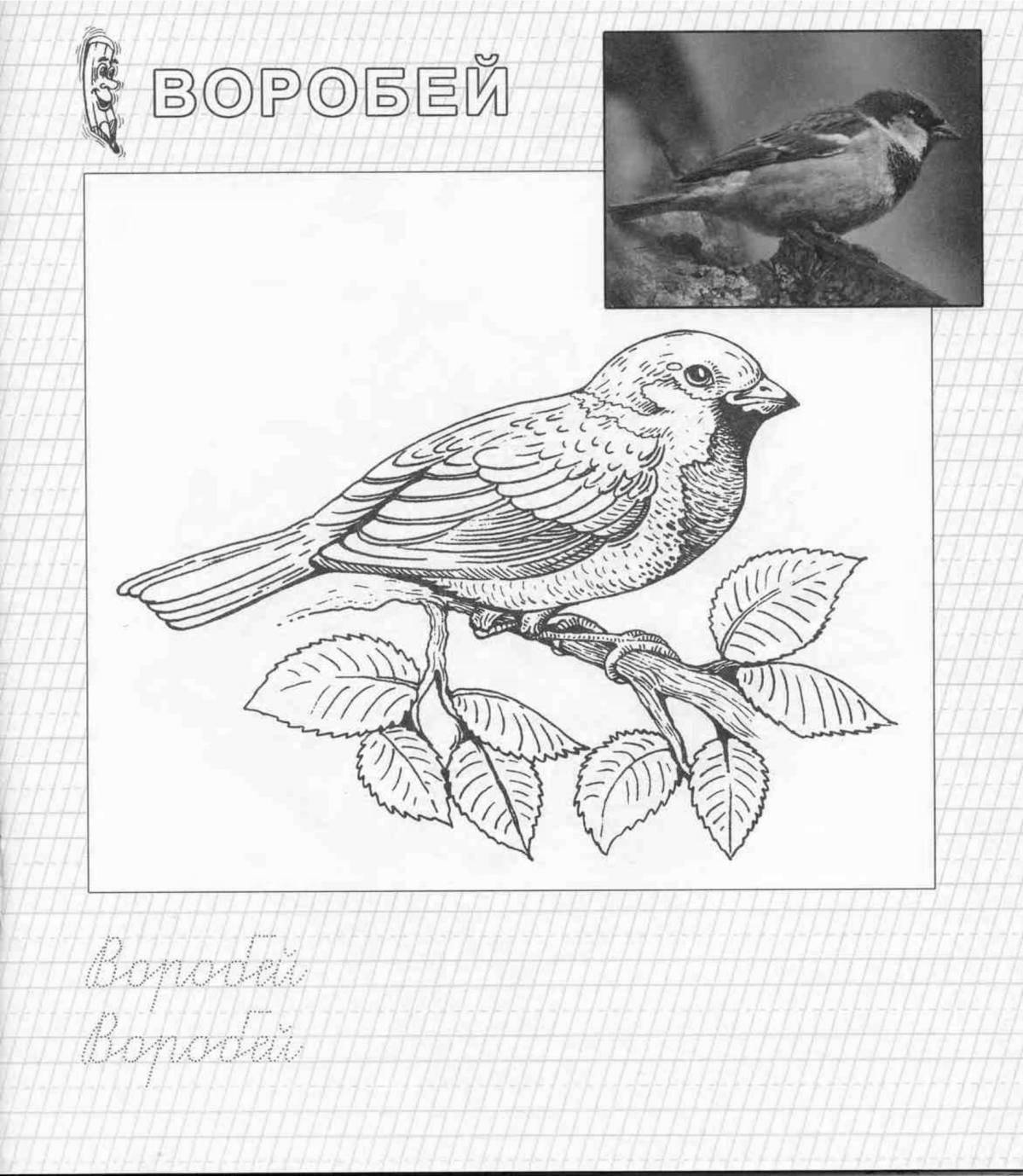 Coloring page magnificent wintering sparrow