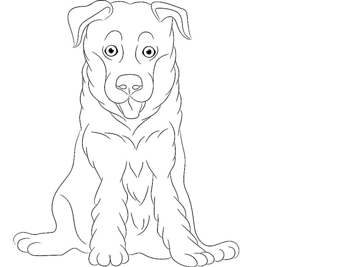 German shepherd puppy